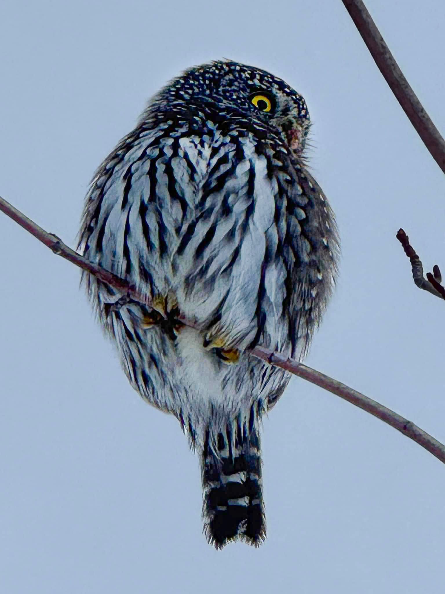 pygmy owl