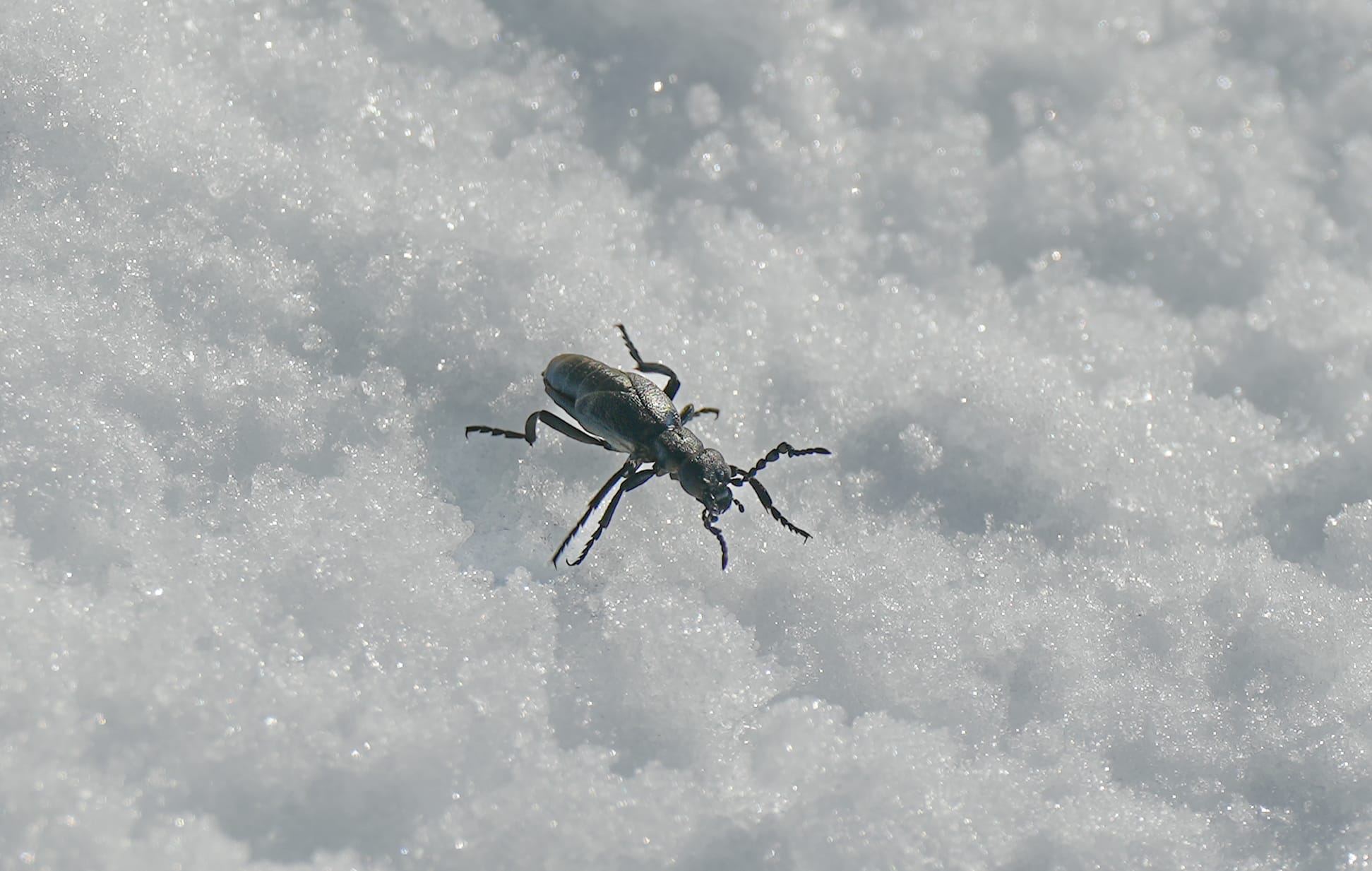 beetle on snow