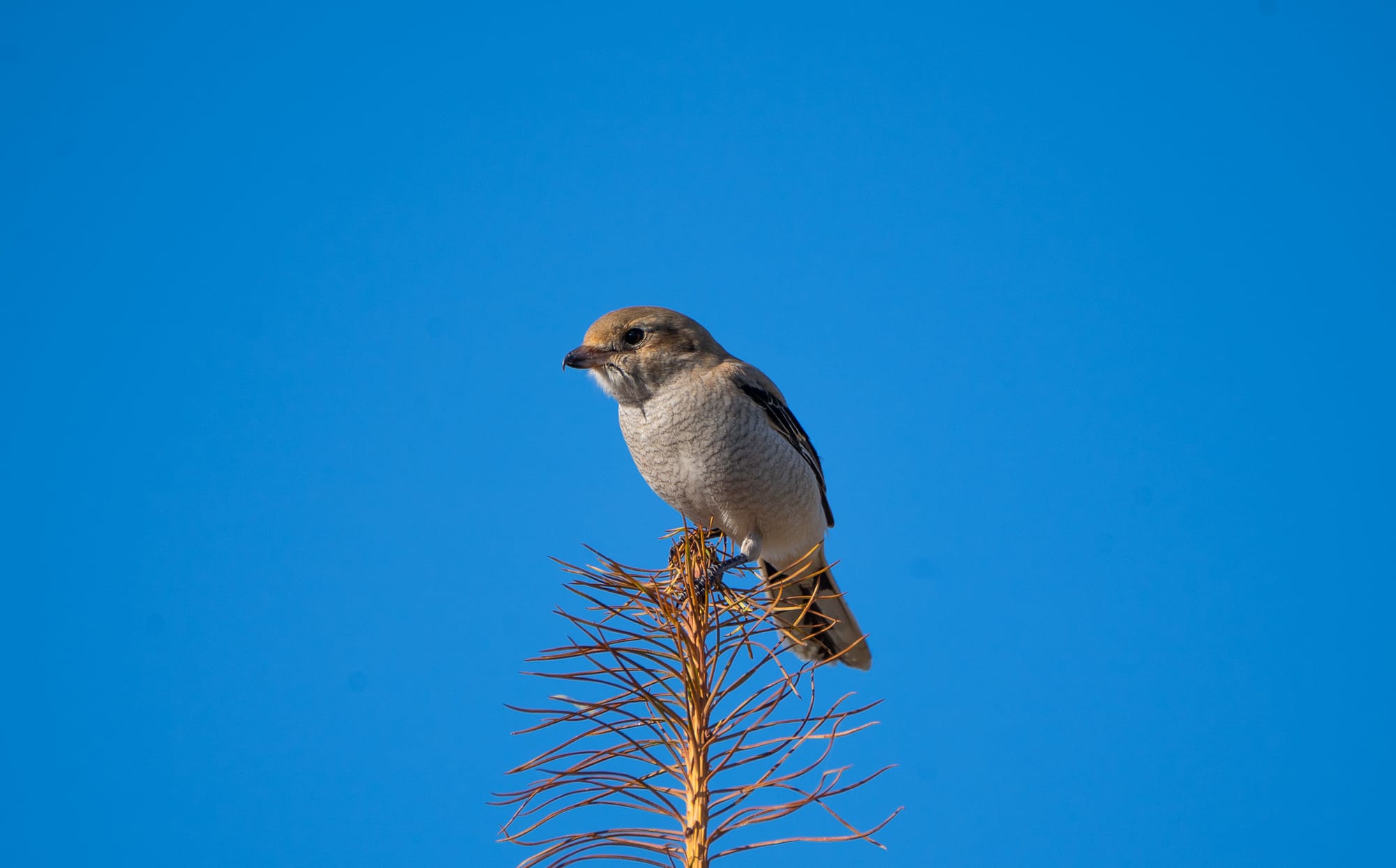 northern shrike