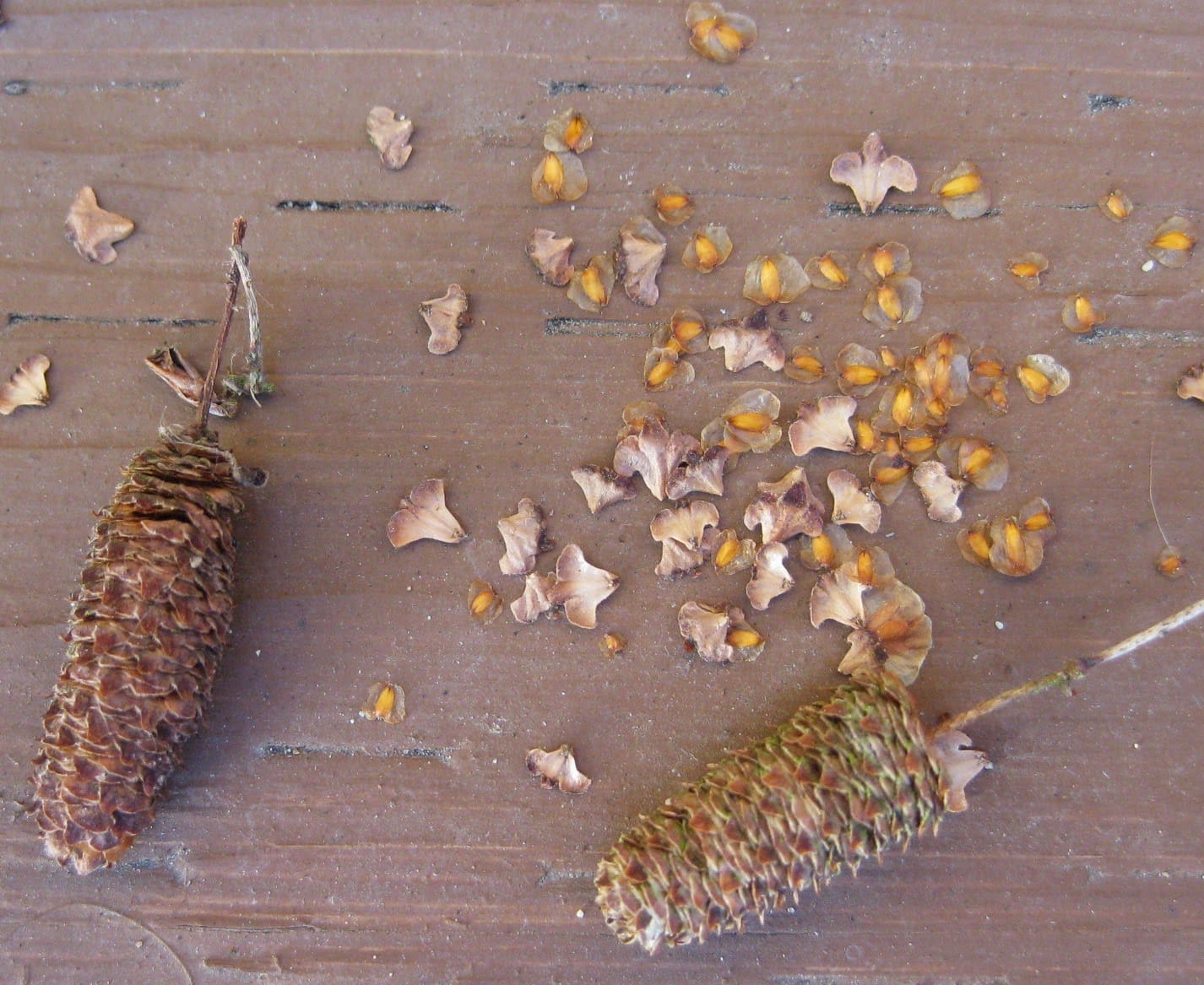 birch cones and seeds