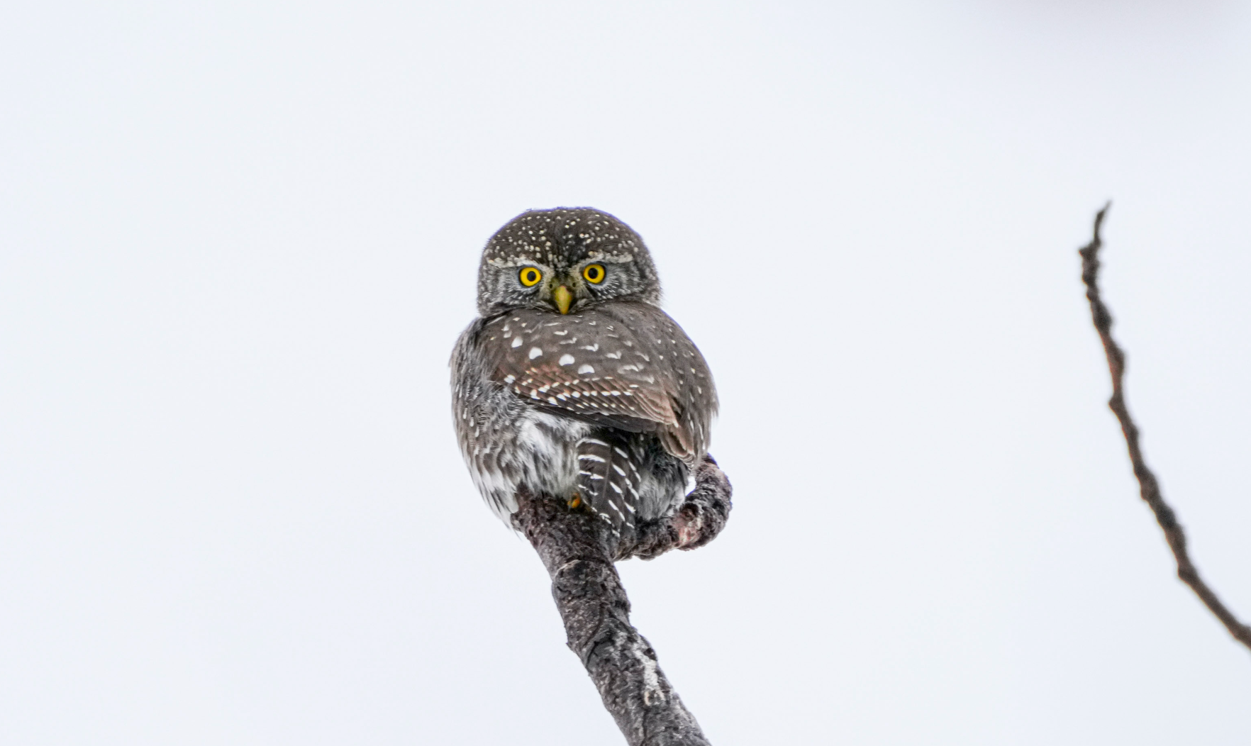 northern pygmy-owl