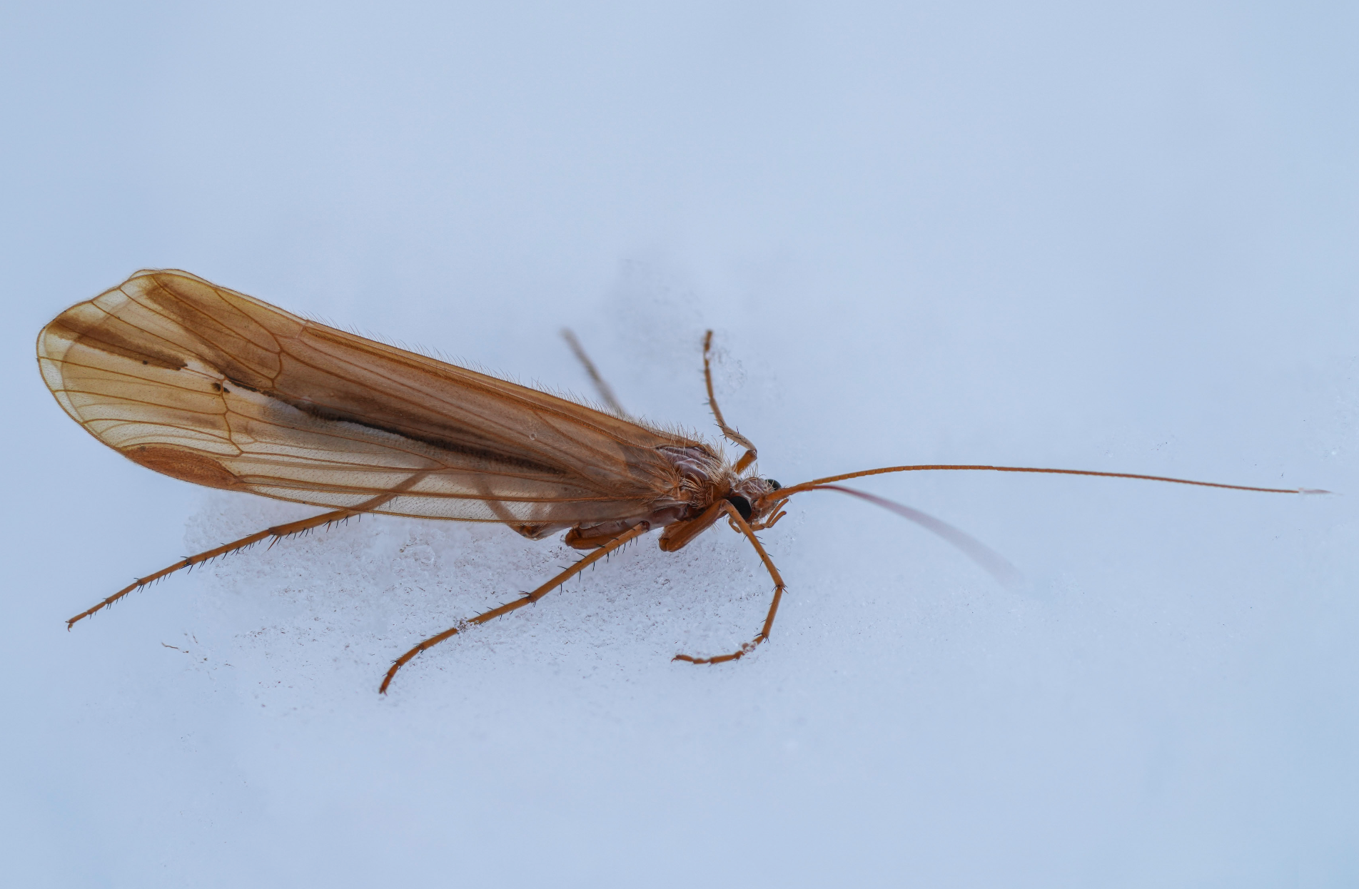 October caddisfly