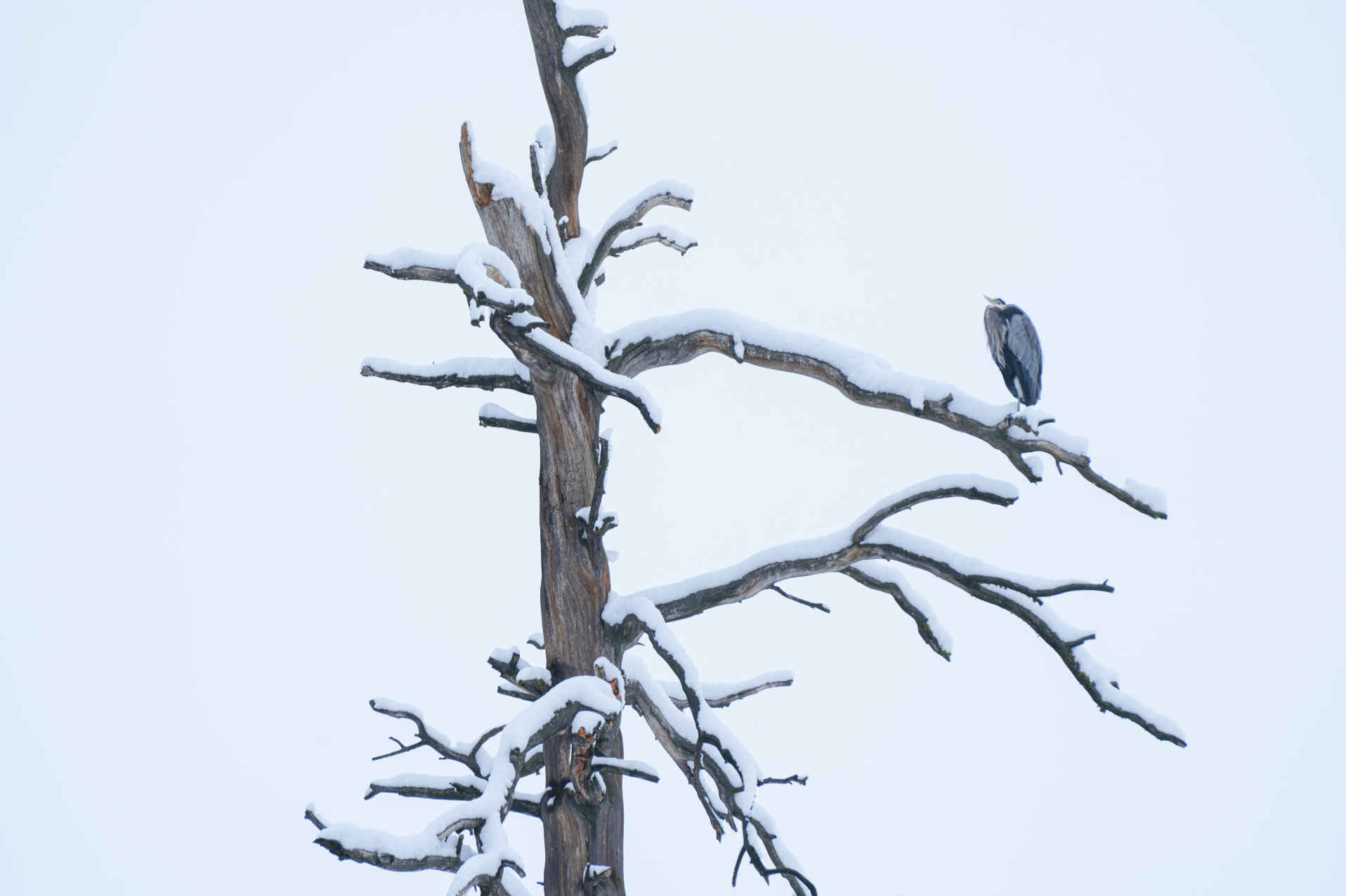 great blue heron in snow