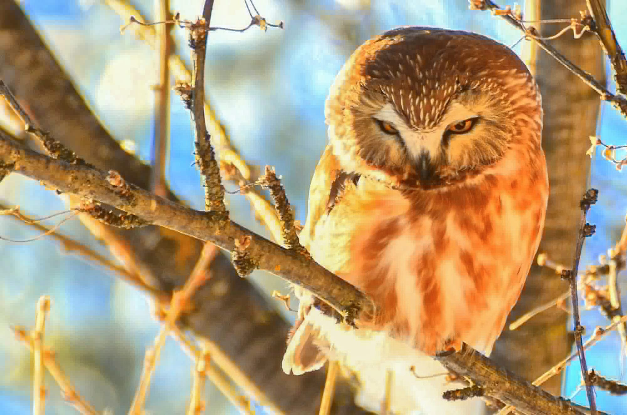 saw-whet owl