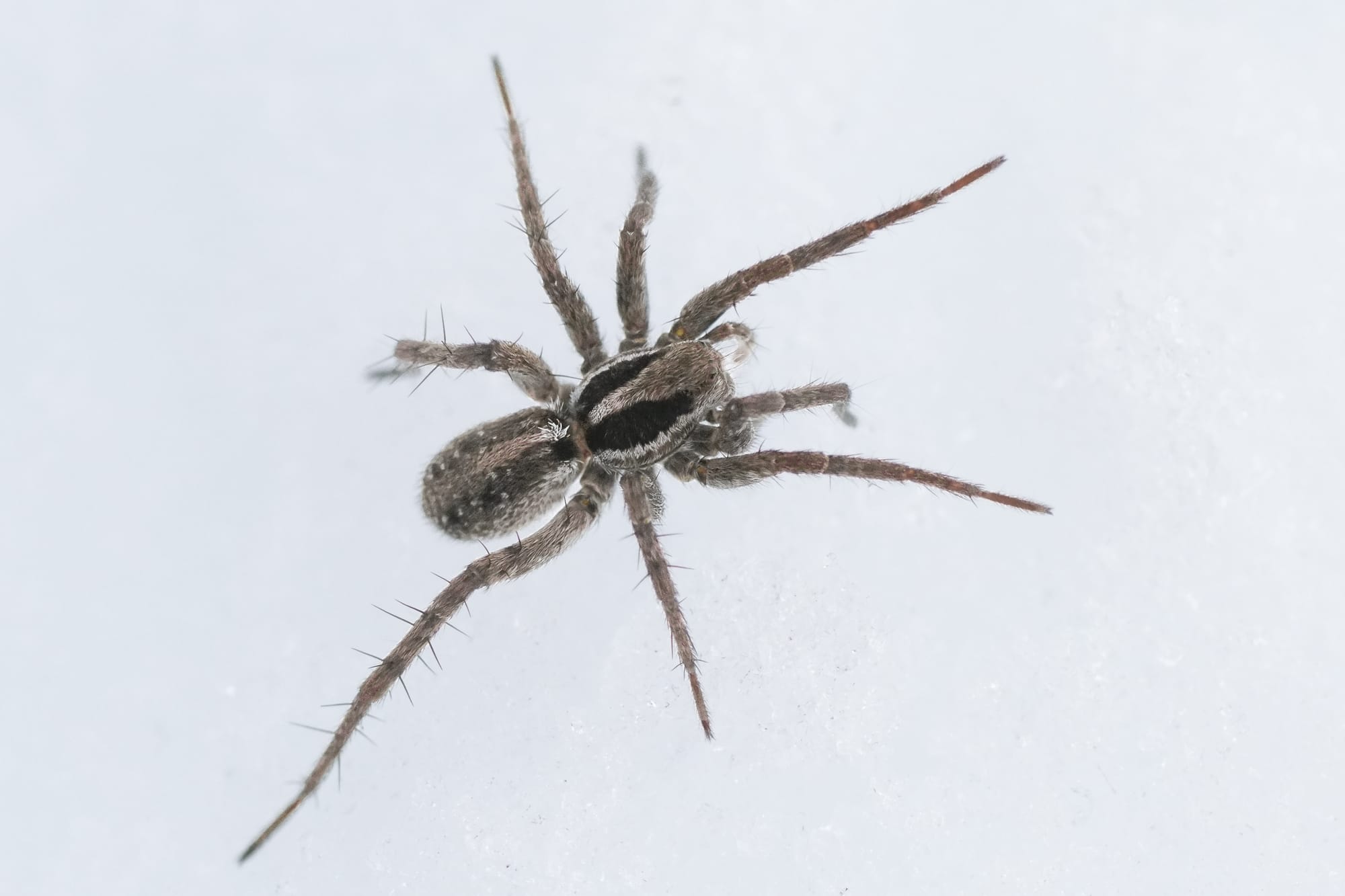 spider on snow