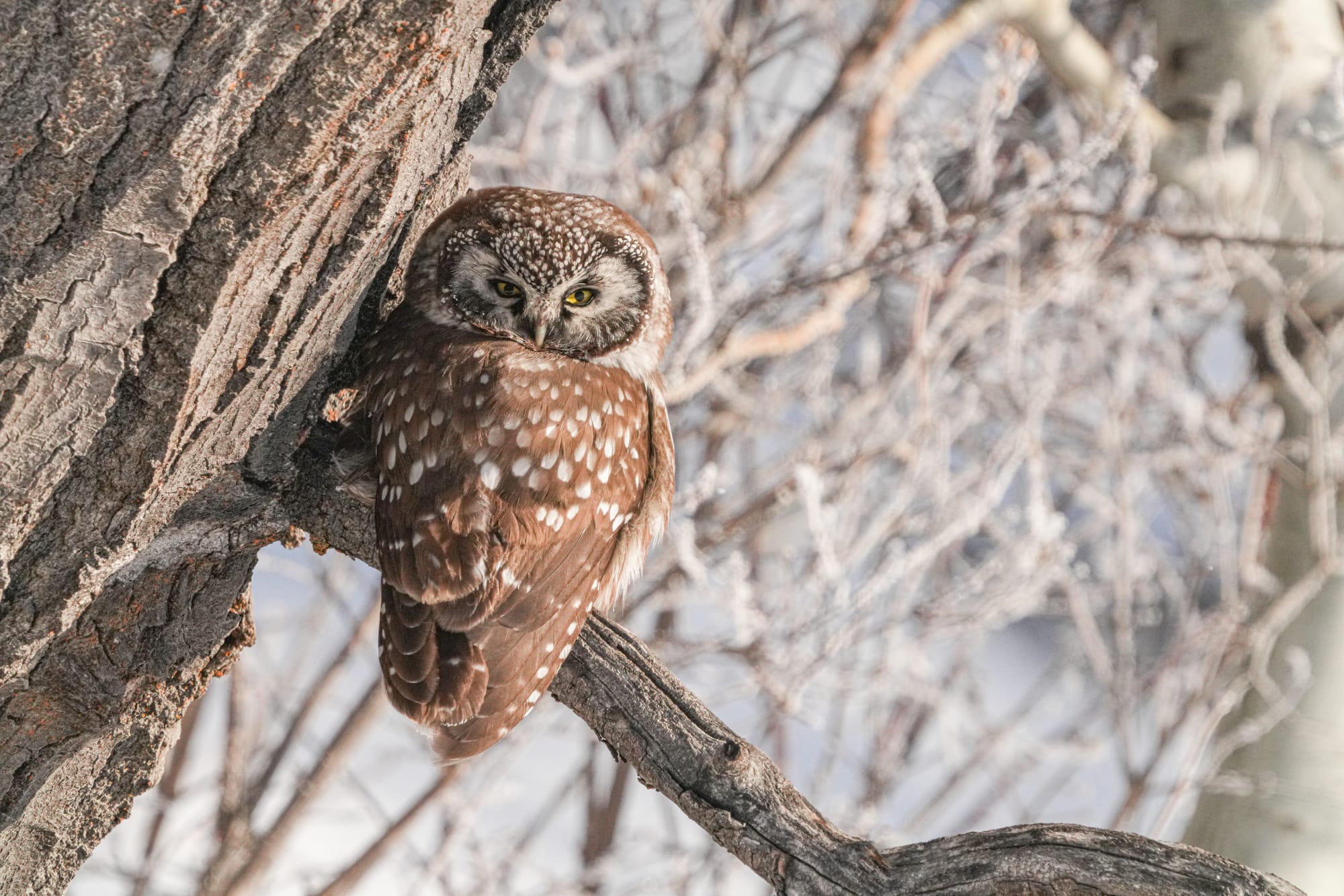 boreal owl