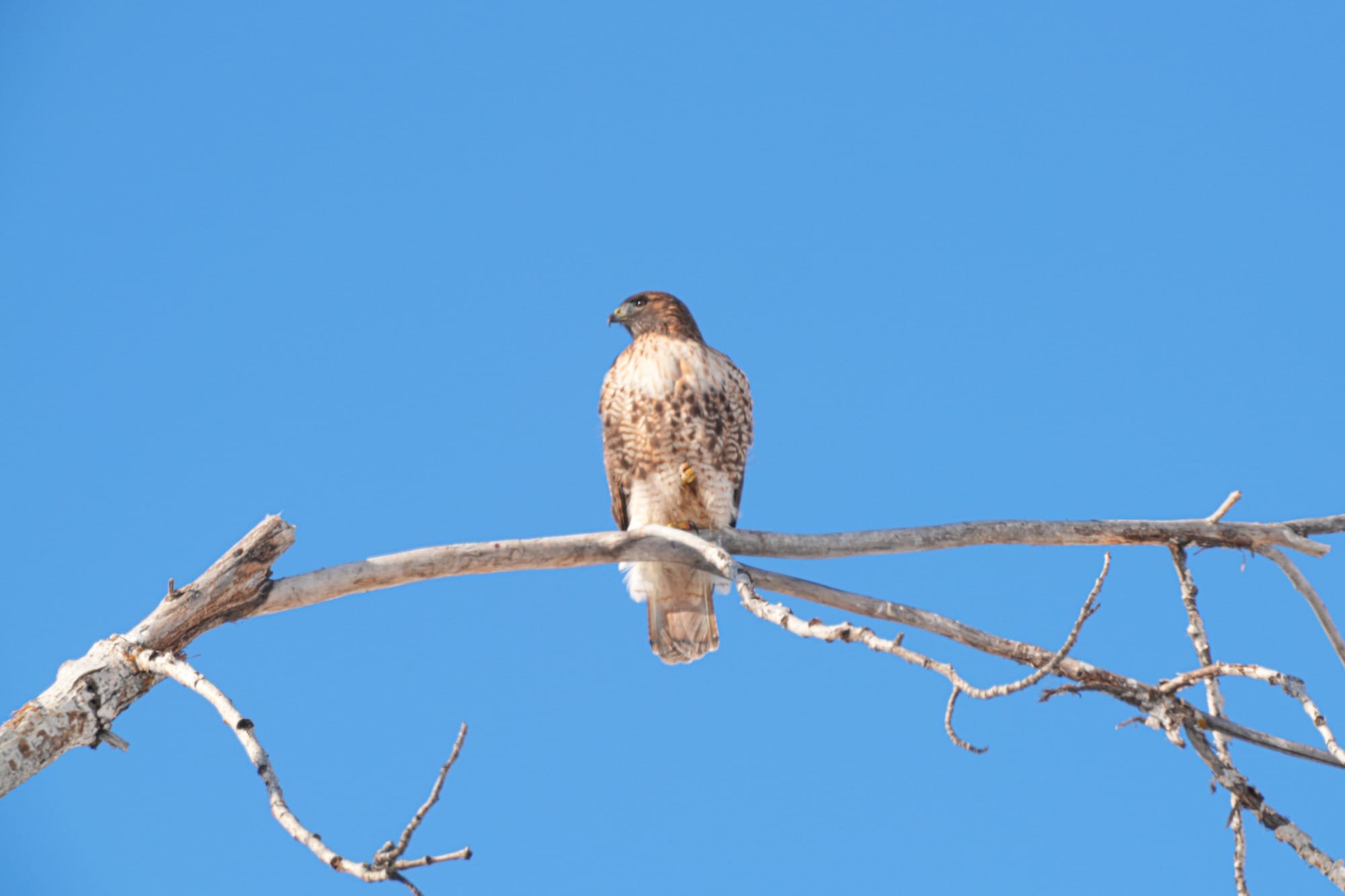 red-tailed hawk