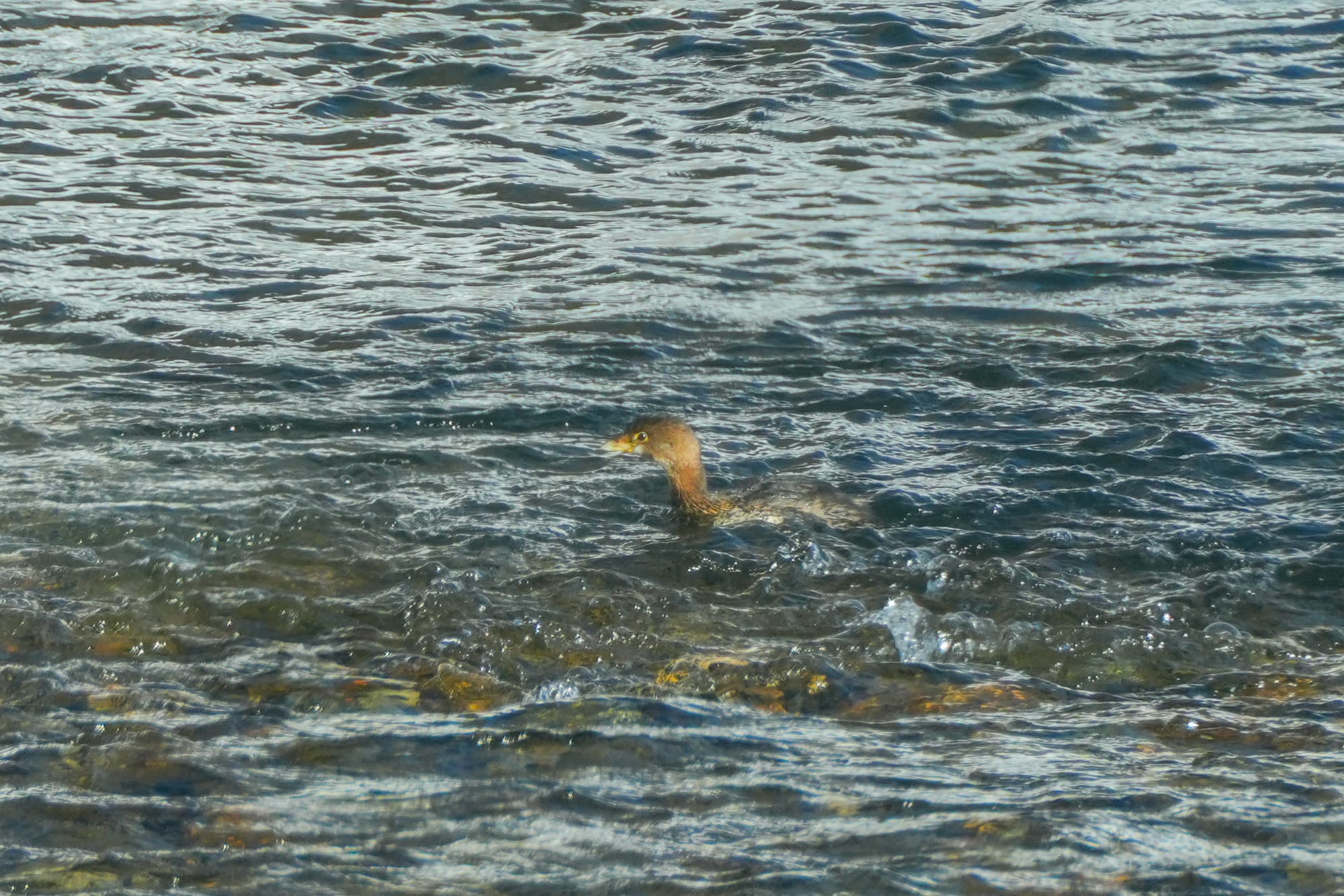 pied-billed grebe