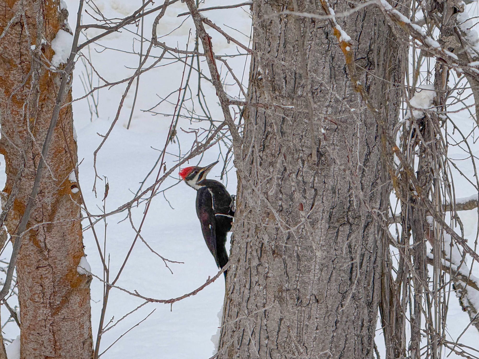 pileated woodpecker