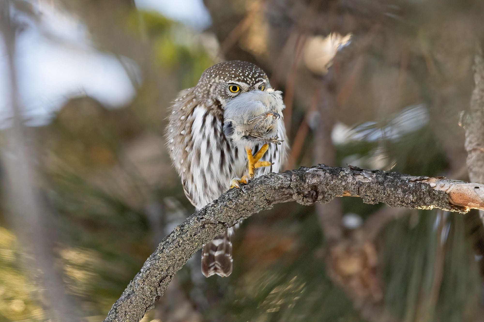 northern pygmy-owl