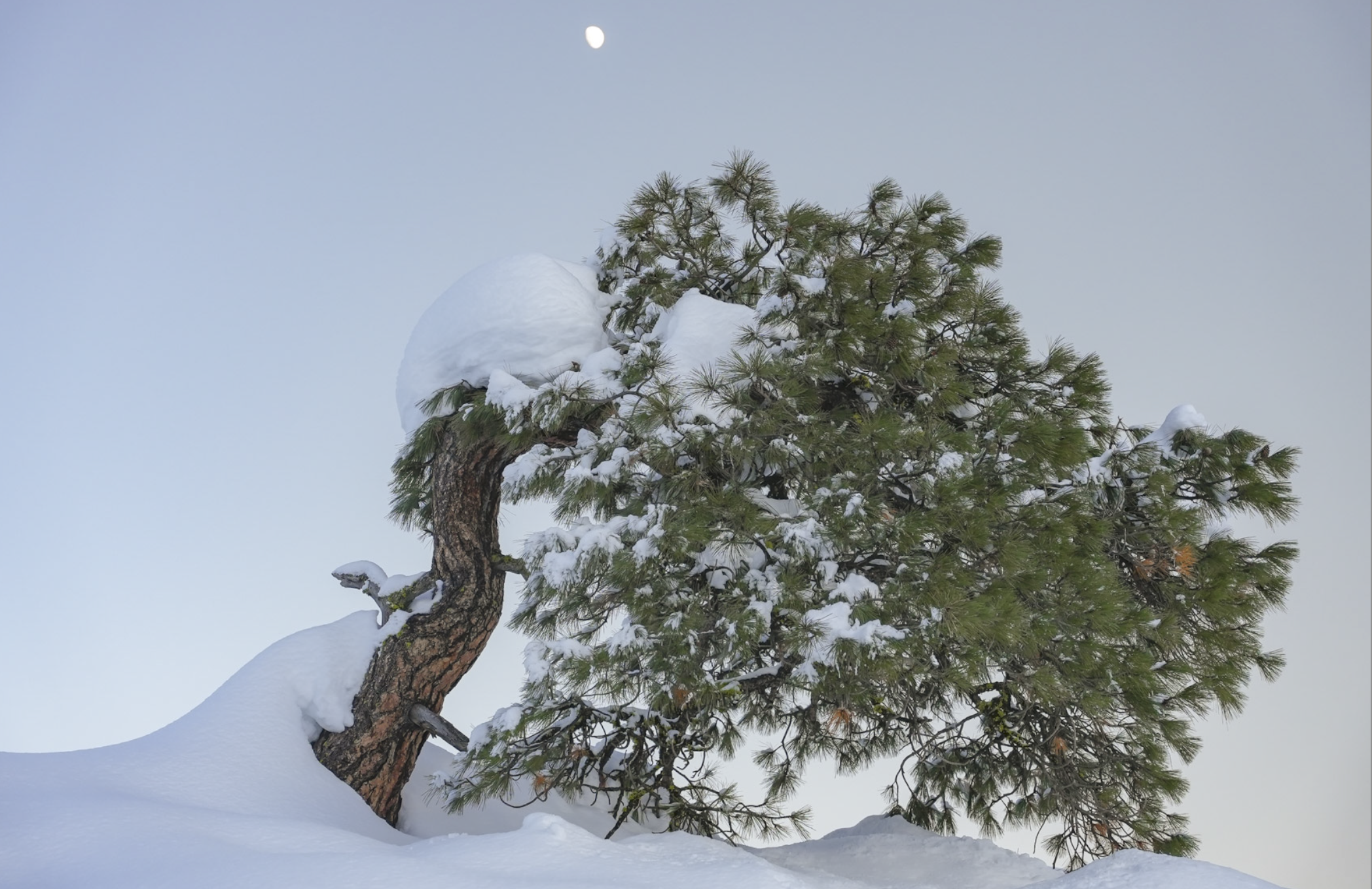 tree in snow