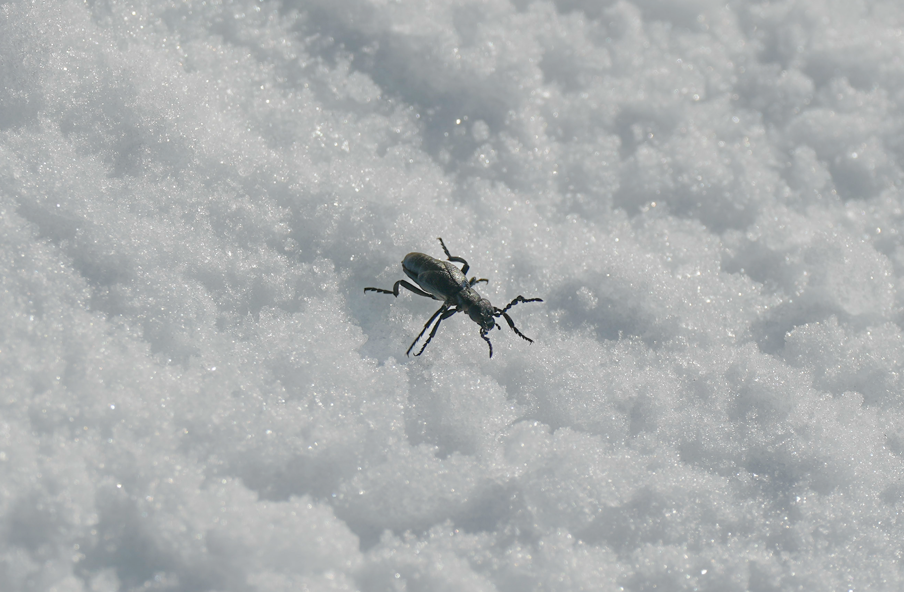 beetle on snow