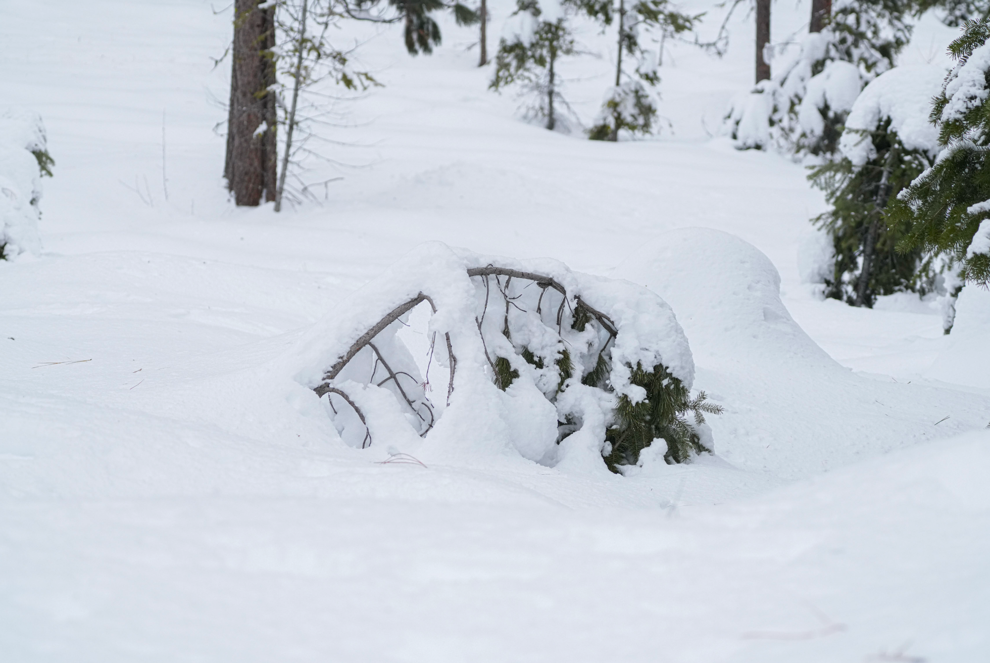 conifer under snow