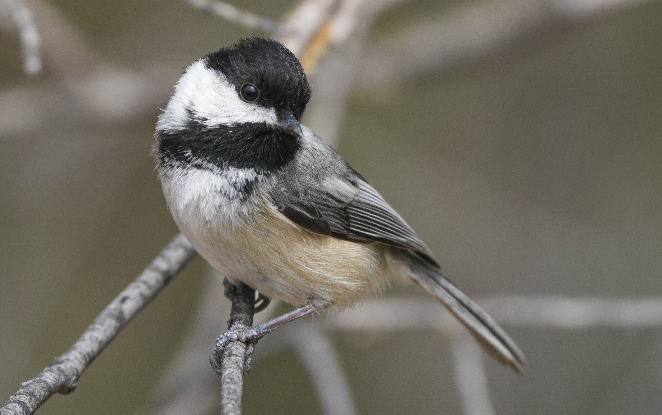 black-capped chickadee