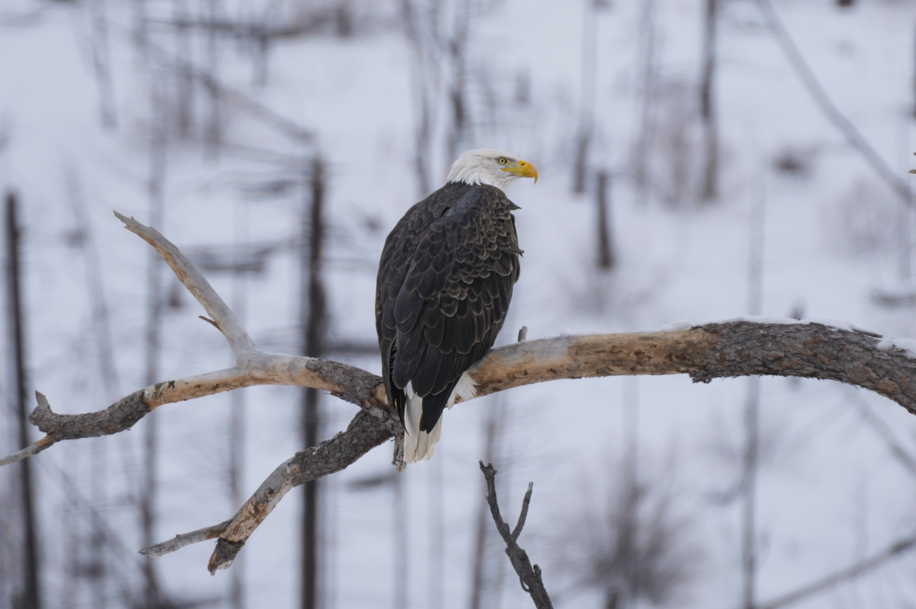 bald eagle