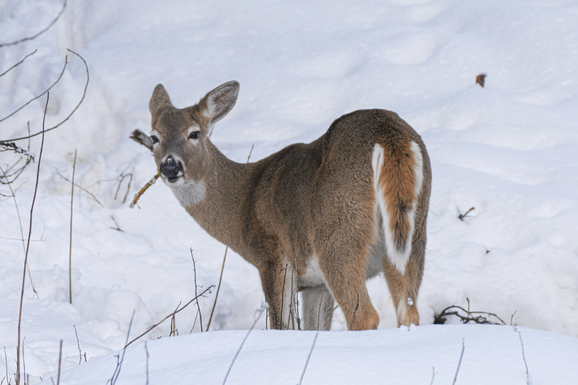 white-tailed deer eating a branch