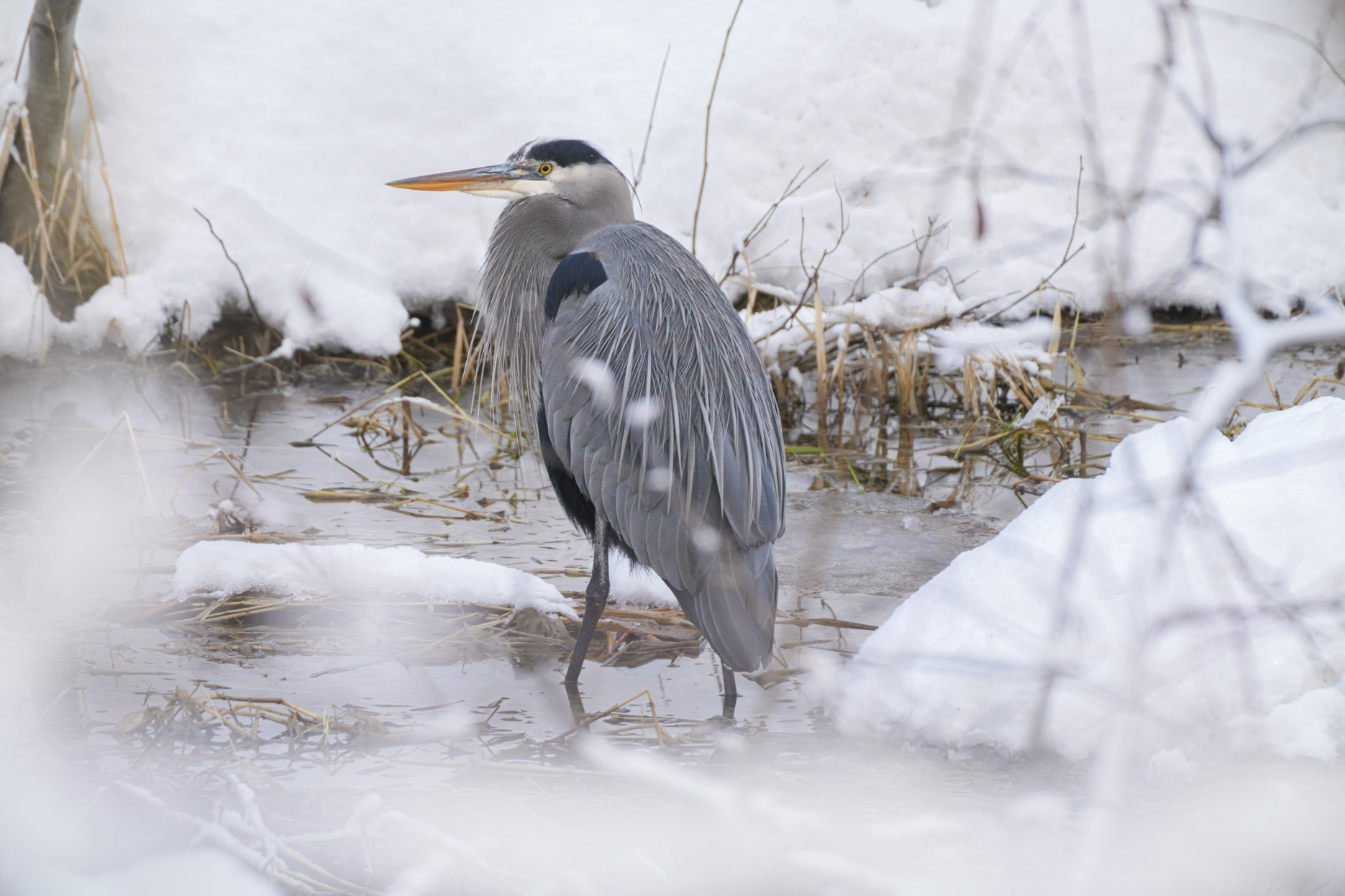 great blue heron