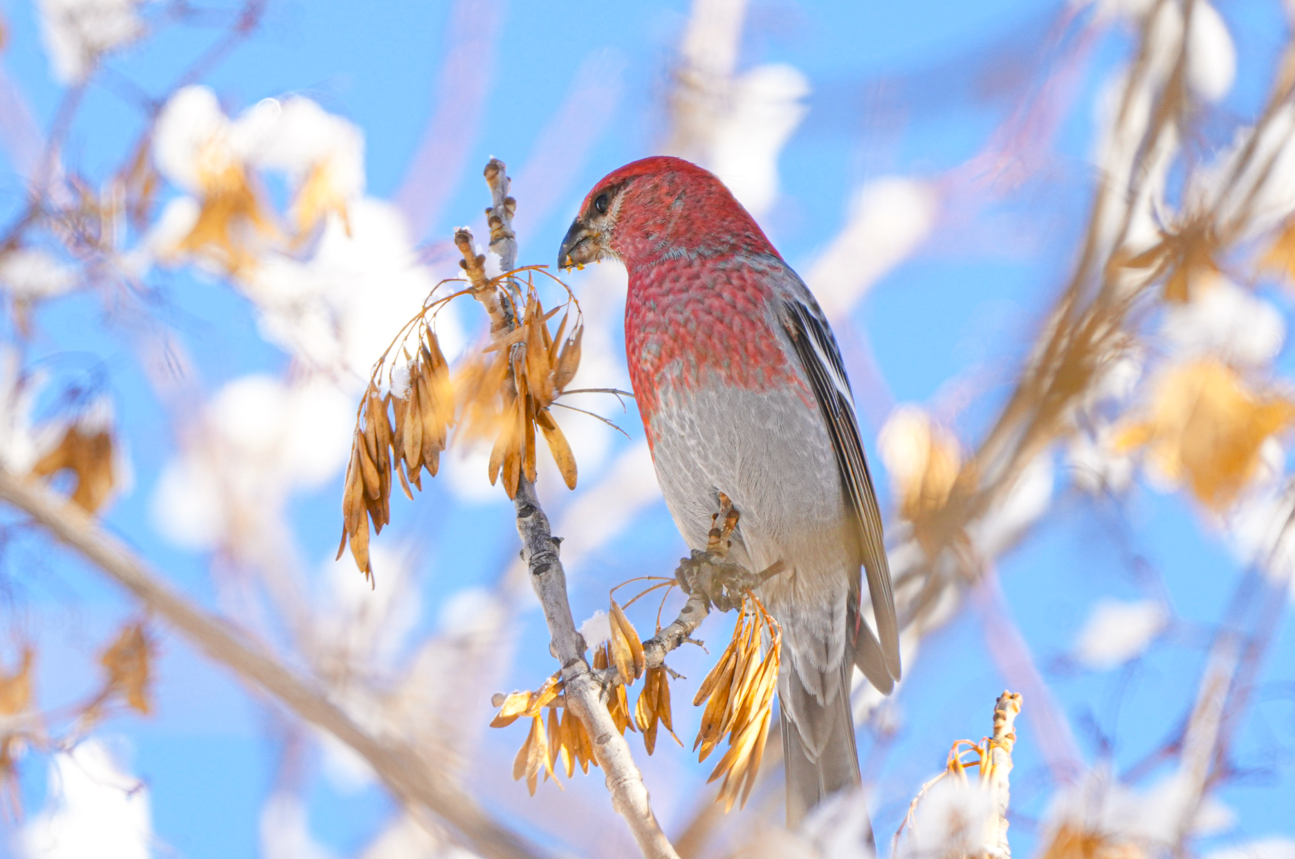 pine grosbeak eating ash seeds