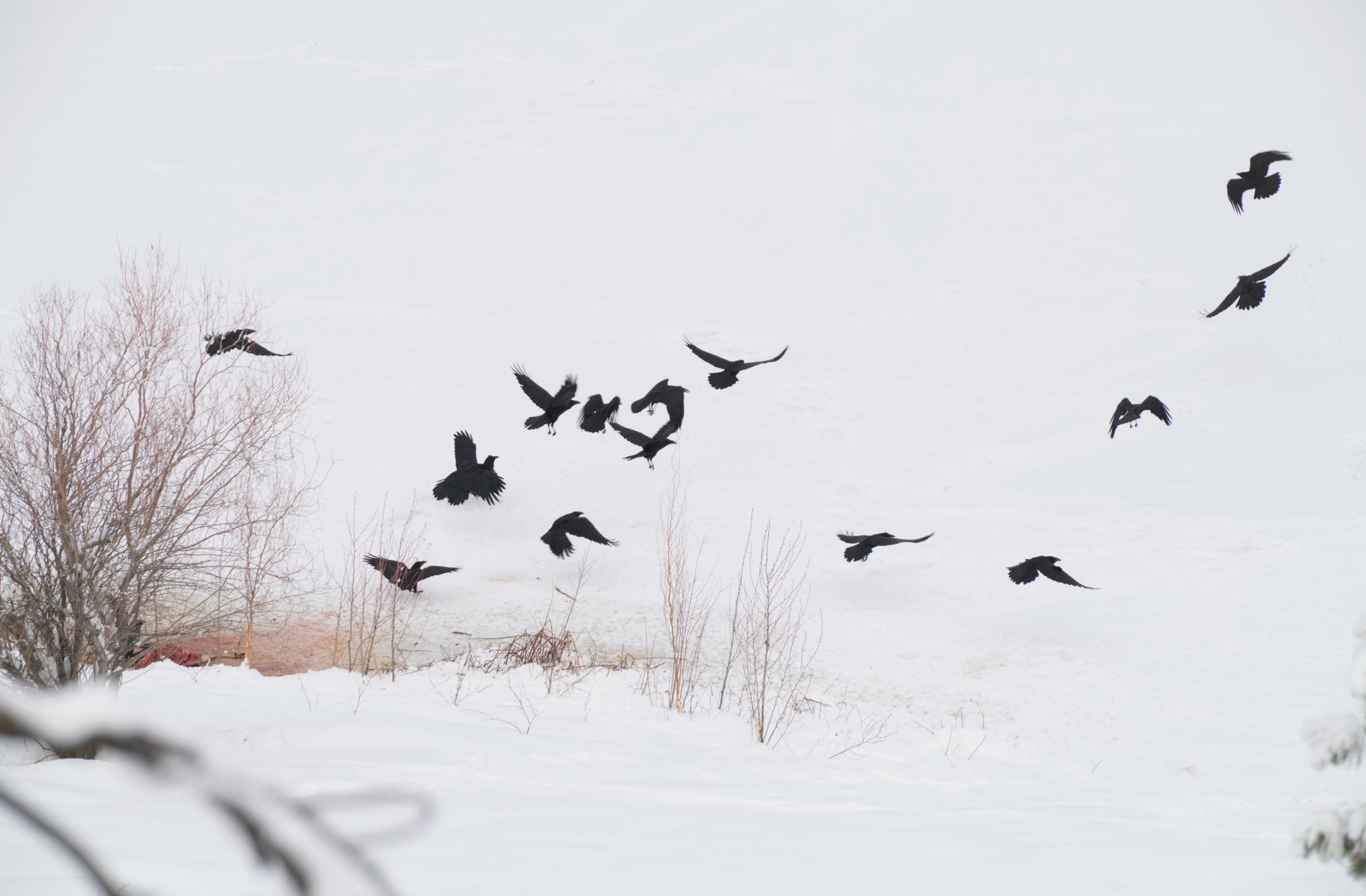 common ravens