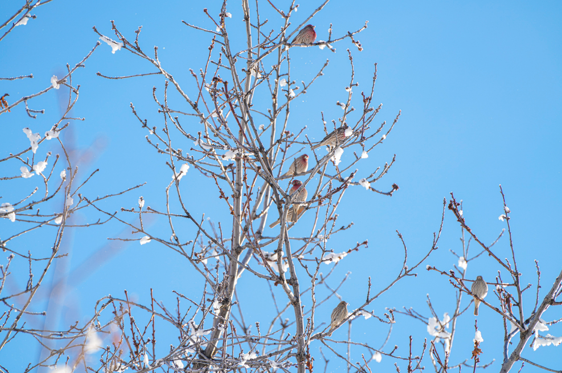 house finch flock