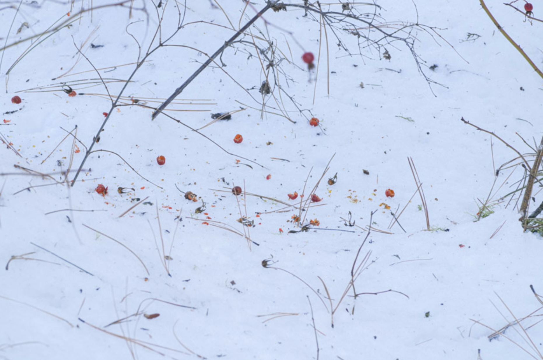 scraps of rose hips