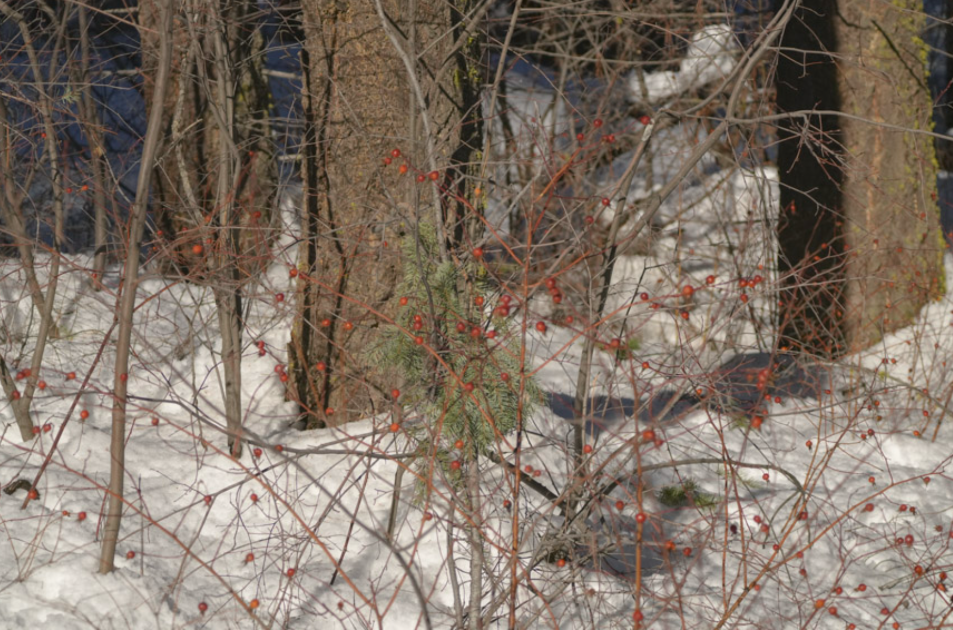 rose hips