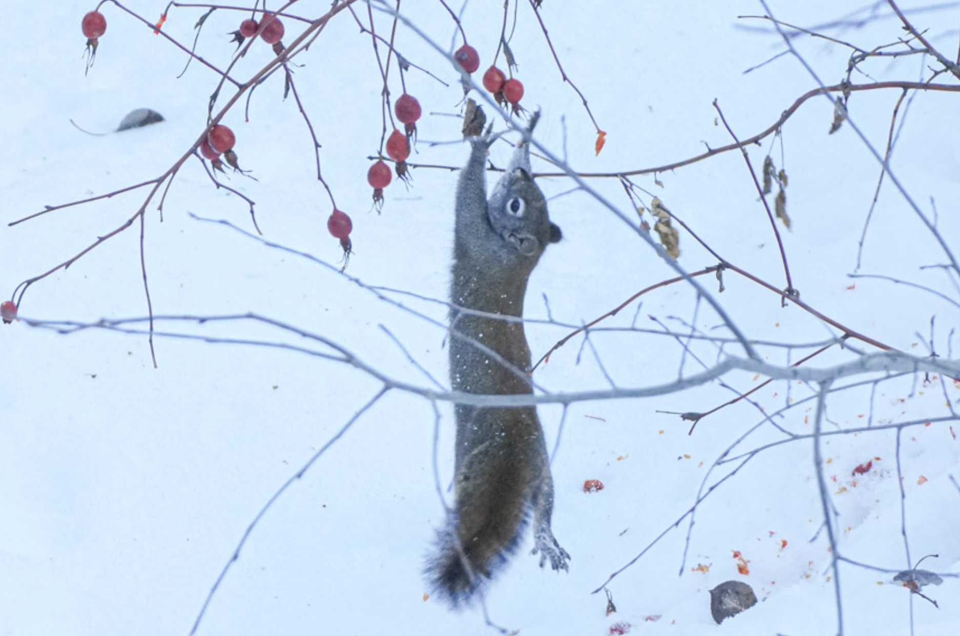 red squirrel leaping