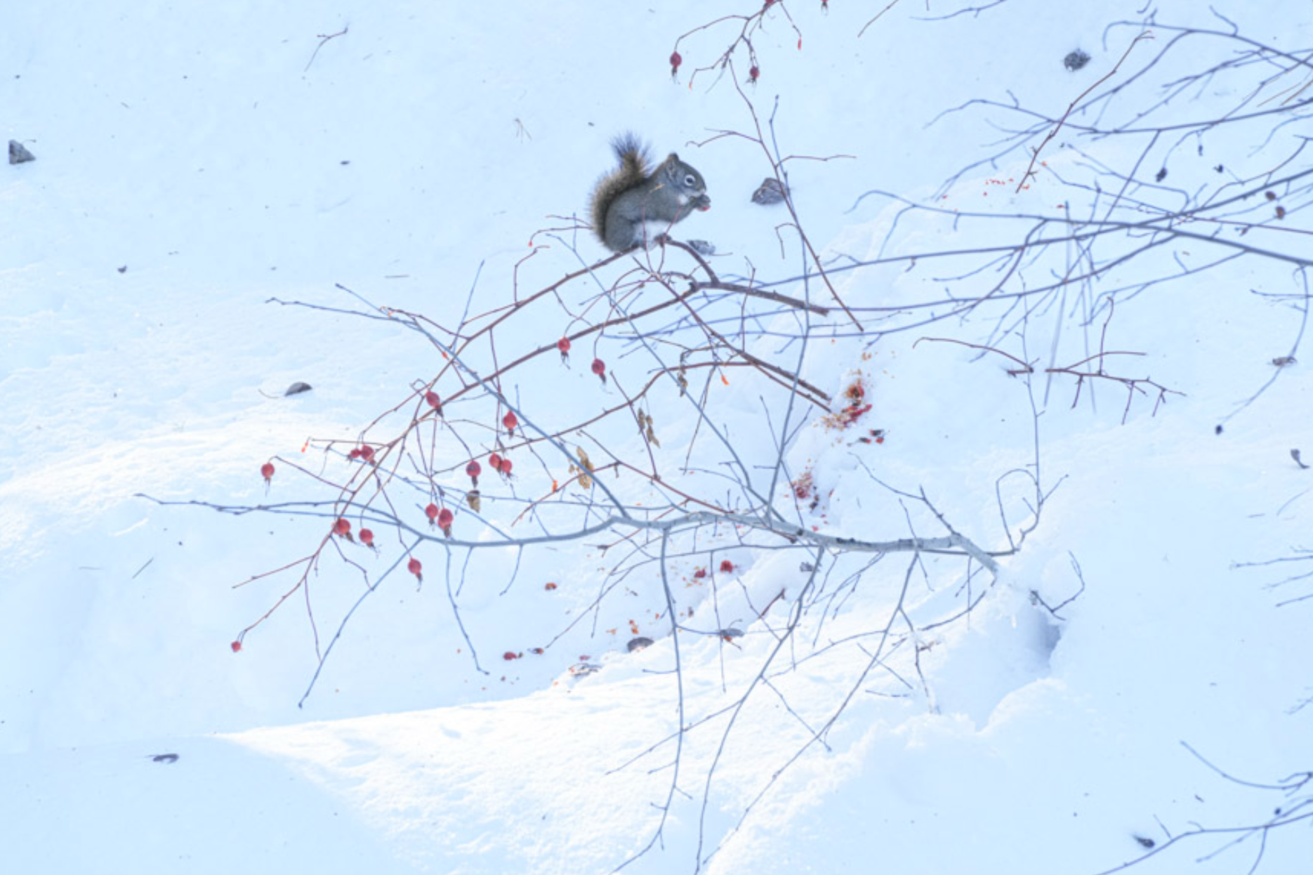 red squirrel eating rose hips