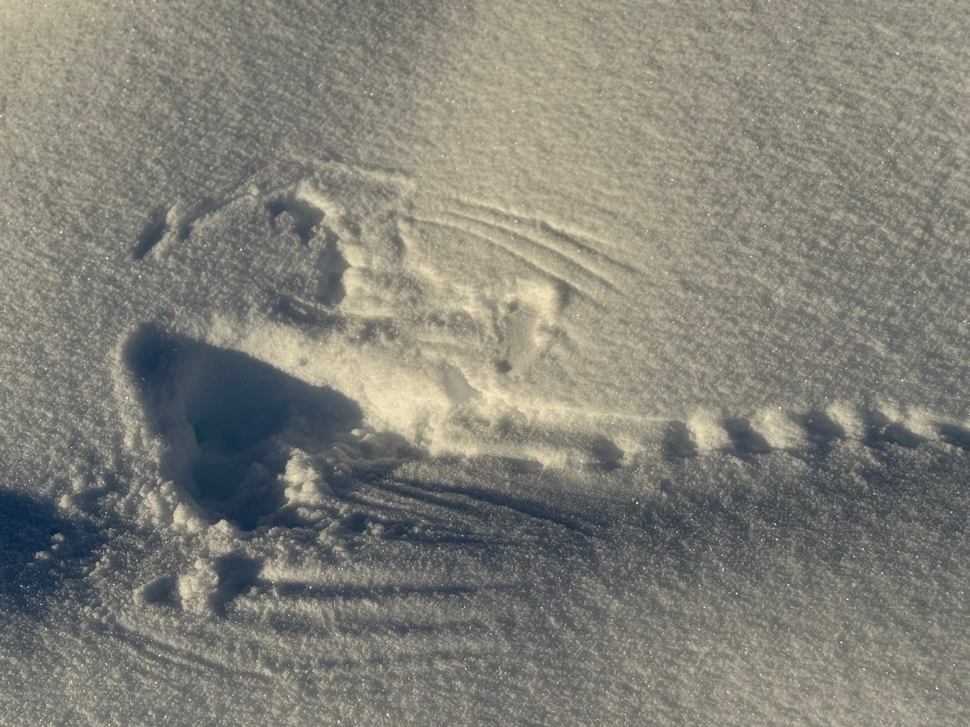 imprint of a hunting raptor in the snow