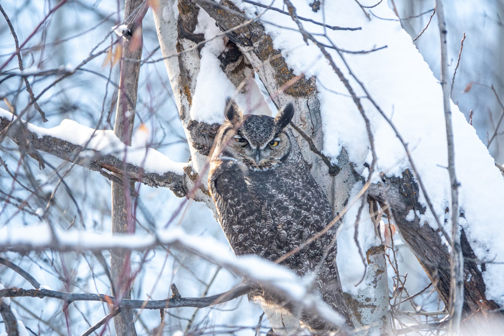 great horned owl