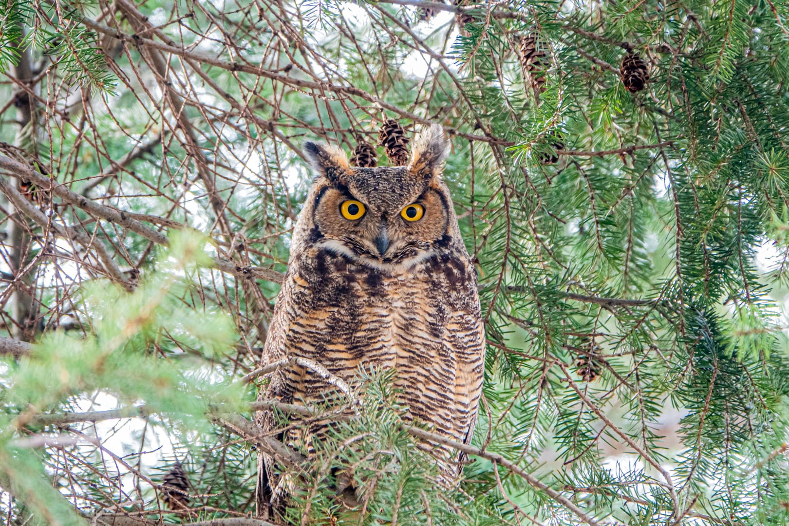 great horned owl