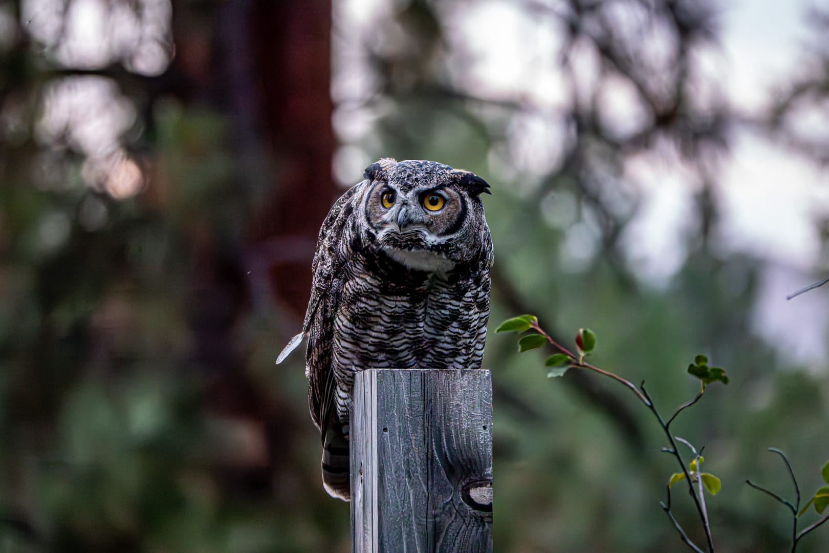 great horned owl