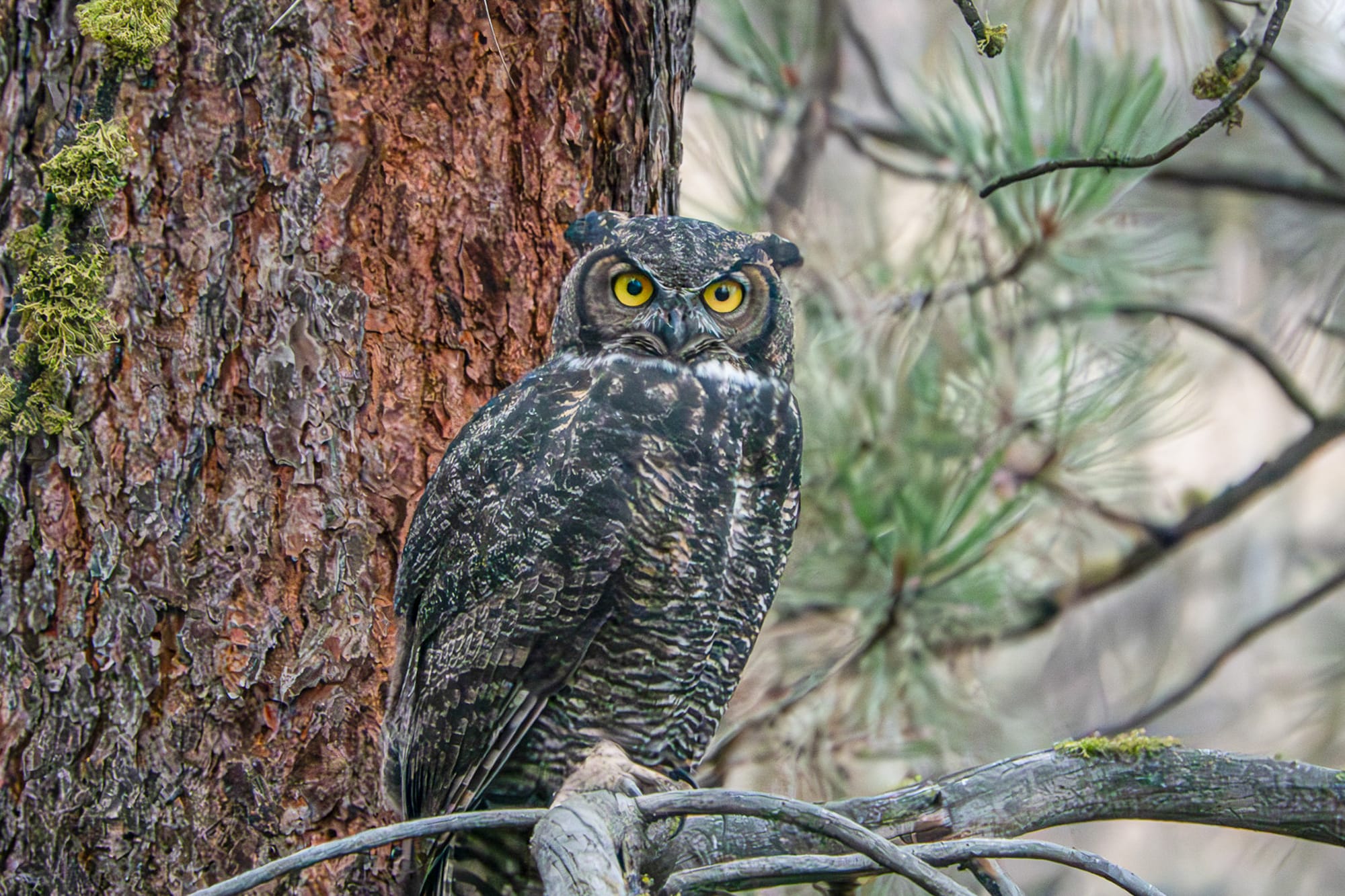 great horned owl