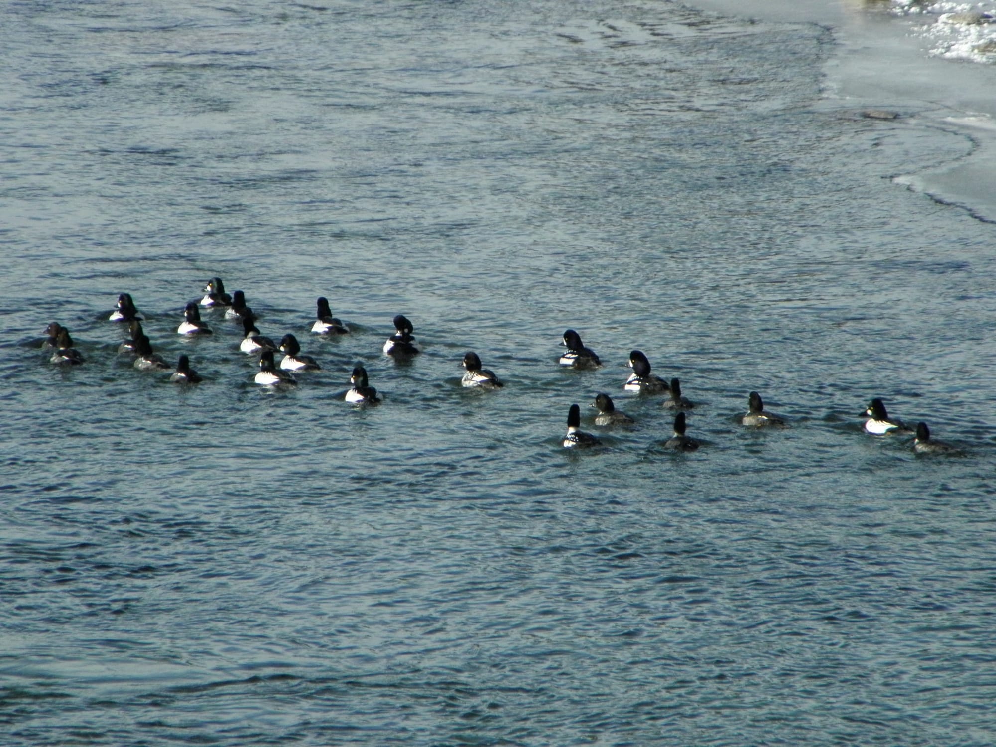 goldeneyes in the river