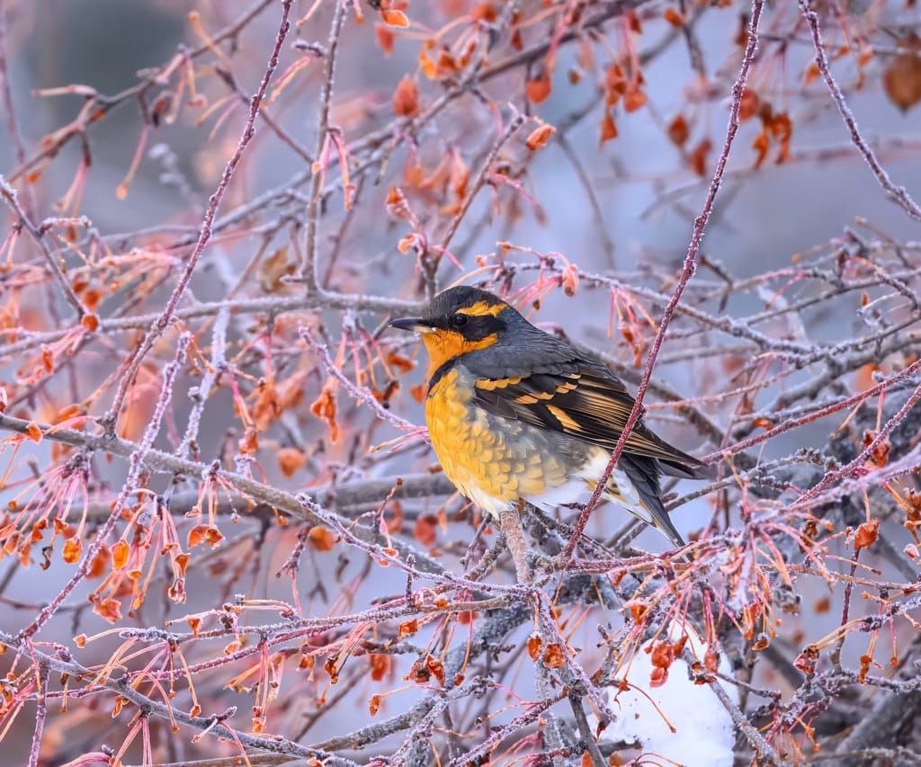 varied thrush