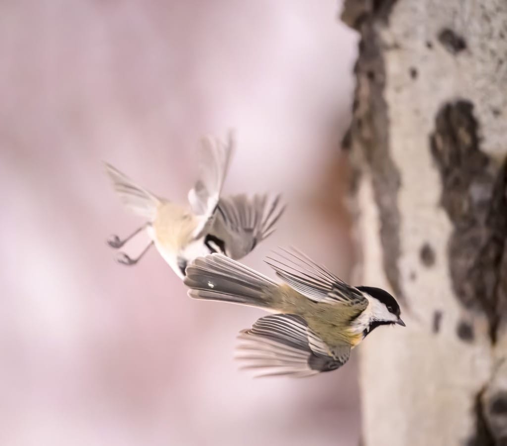 two chickadees chasing