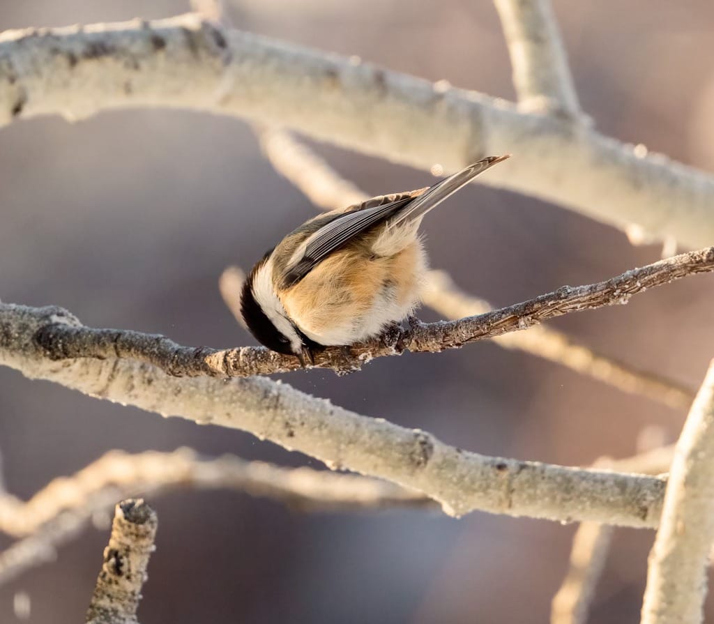 black-capped chickadee