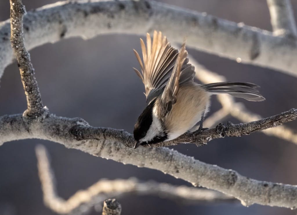 black-capped chickadee