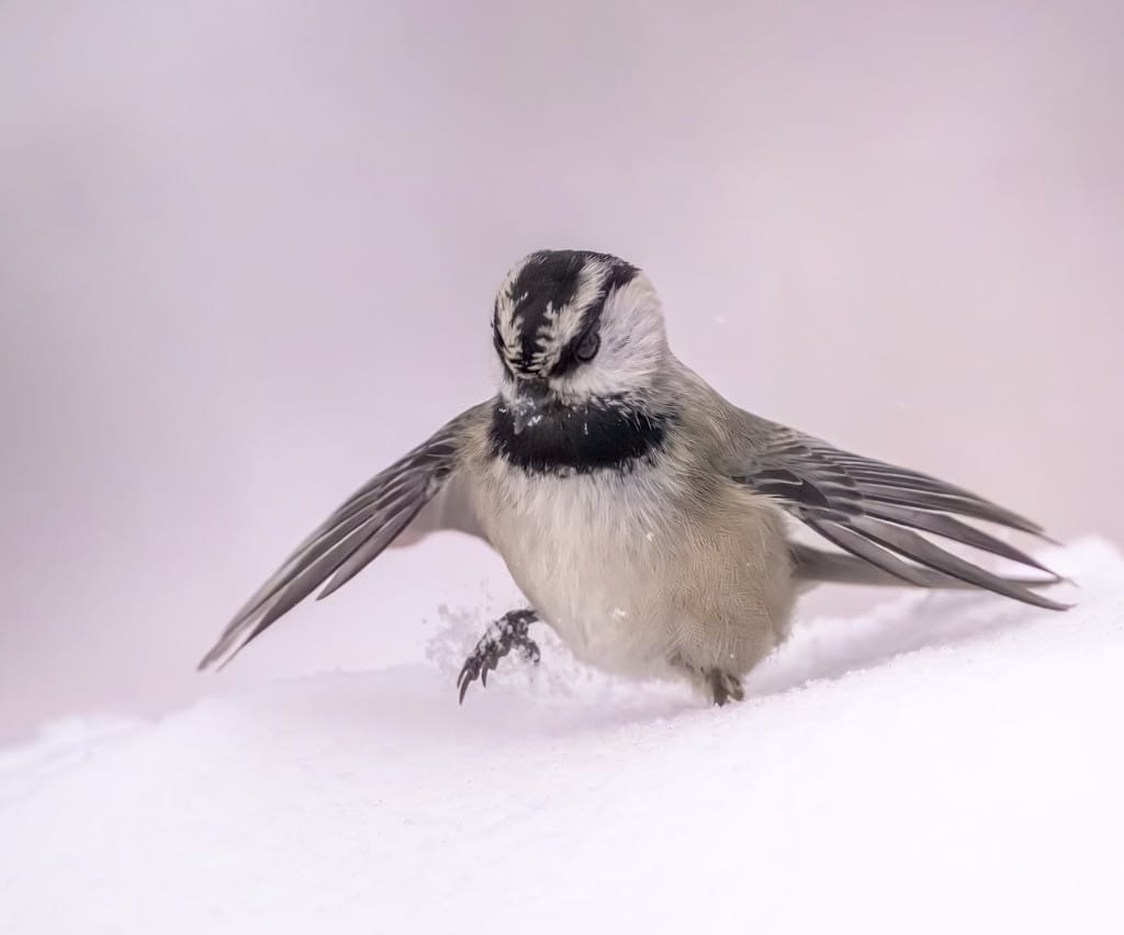 mountain chickadee