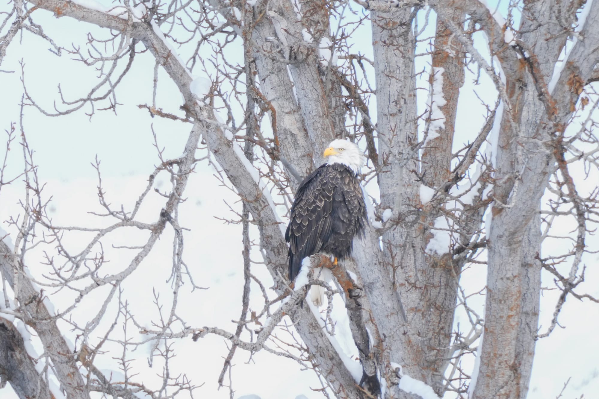 bald eagle