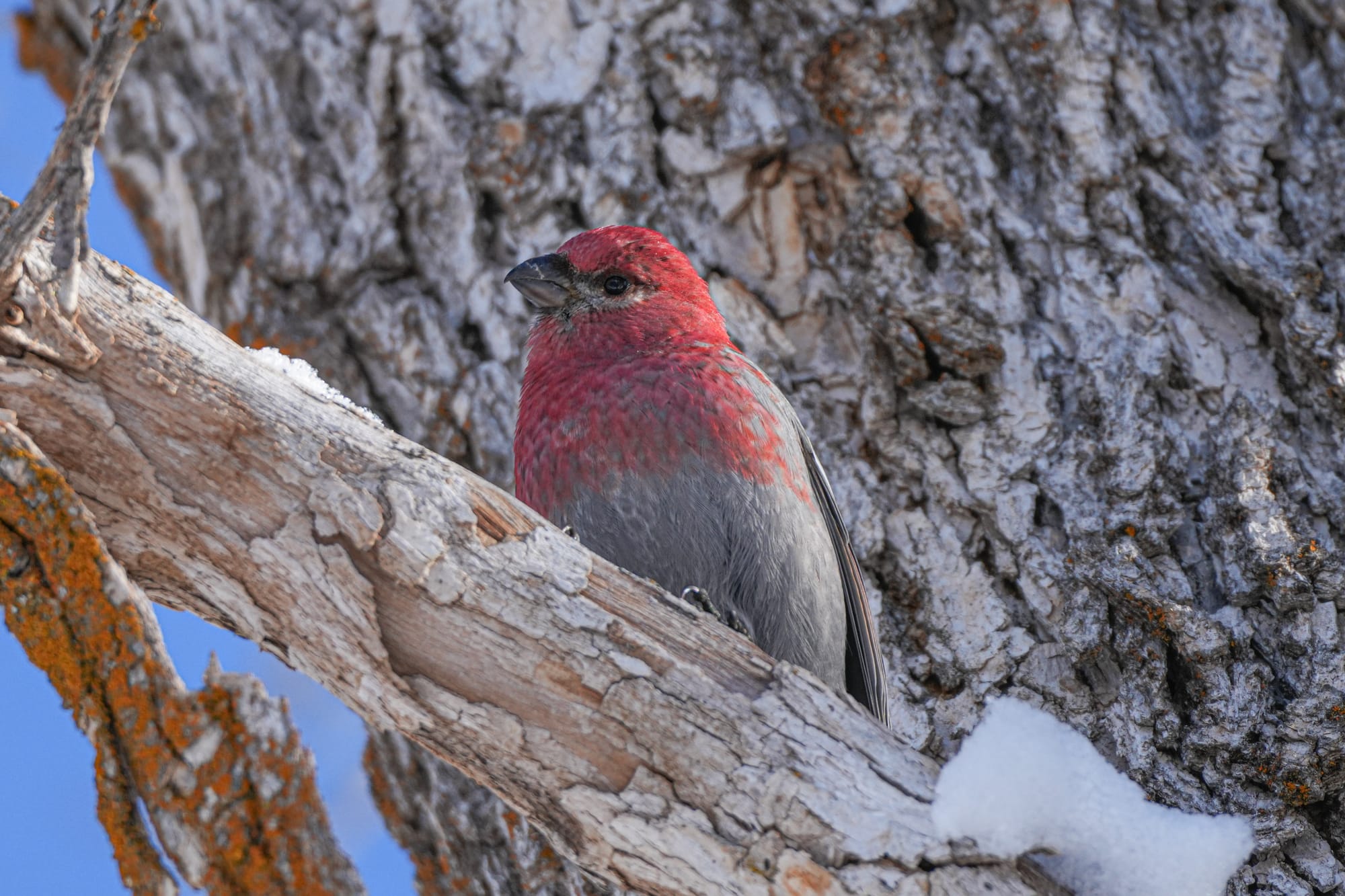 pine grosbeaks