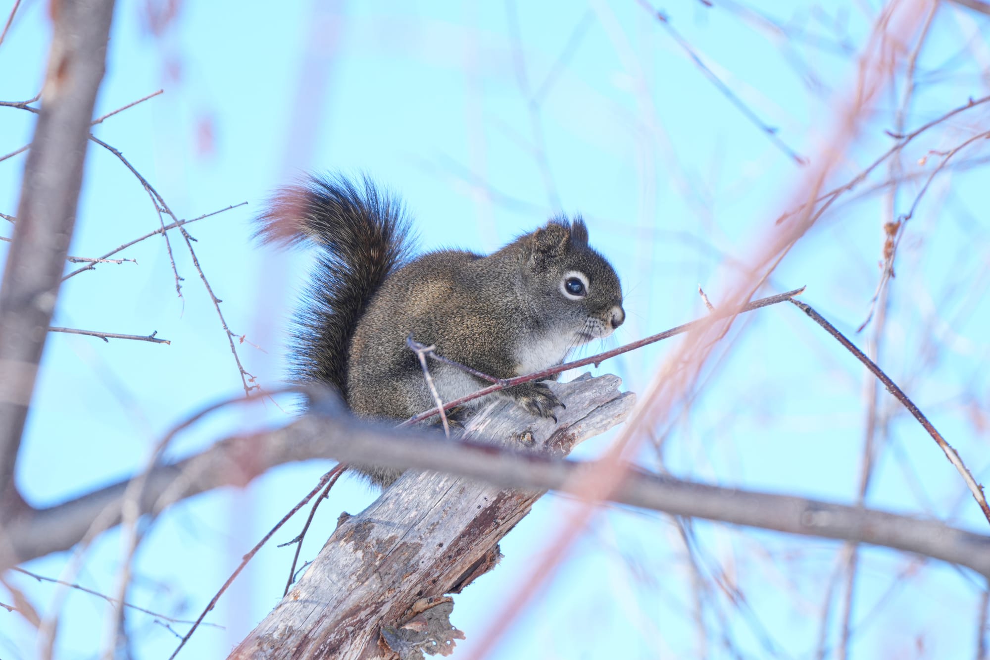 red squirrel