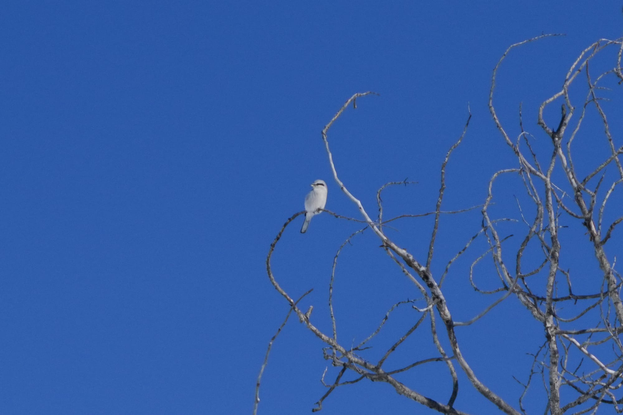 northern shrike