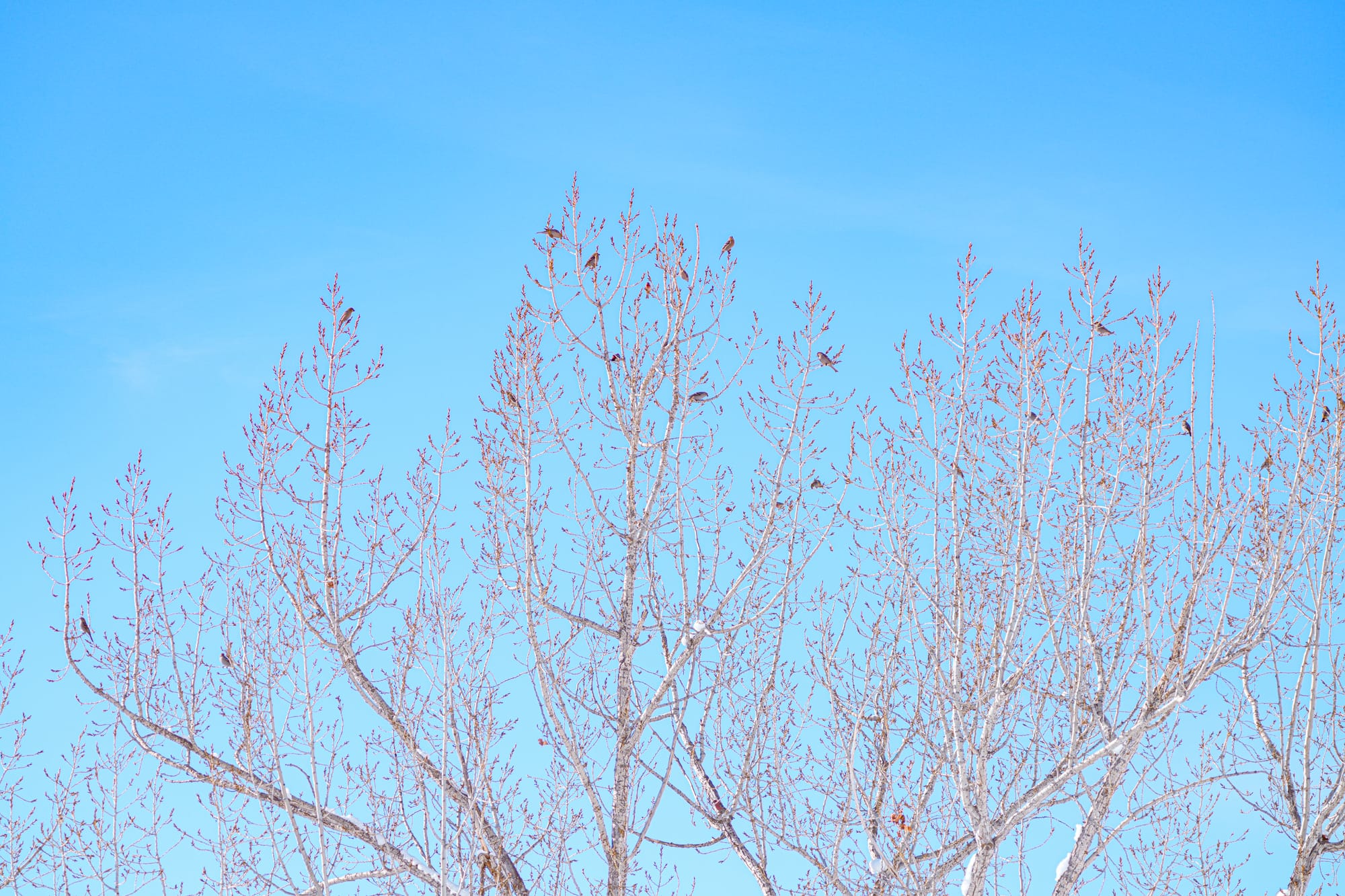 pine grosbeaks