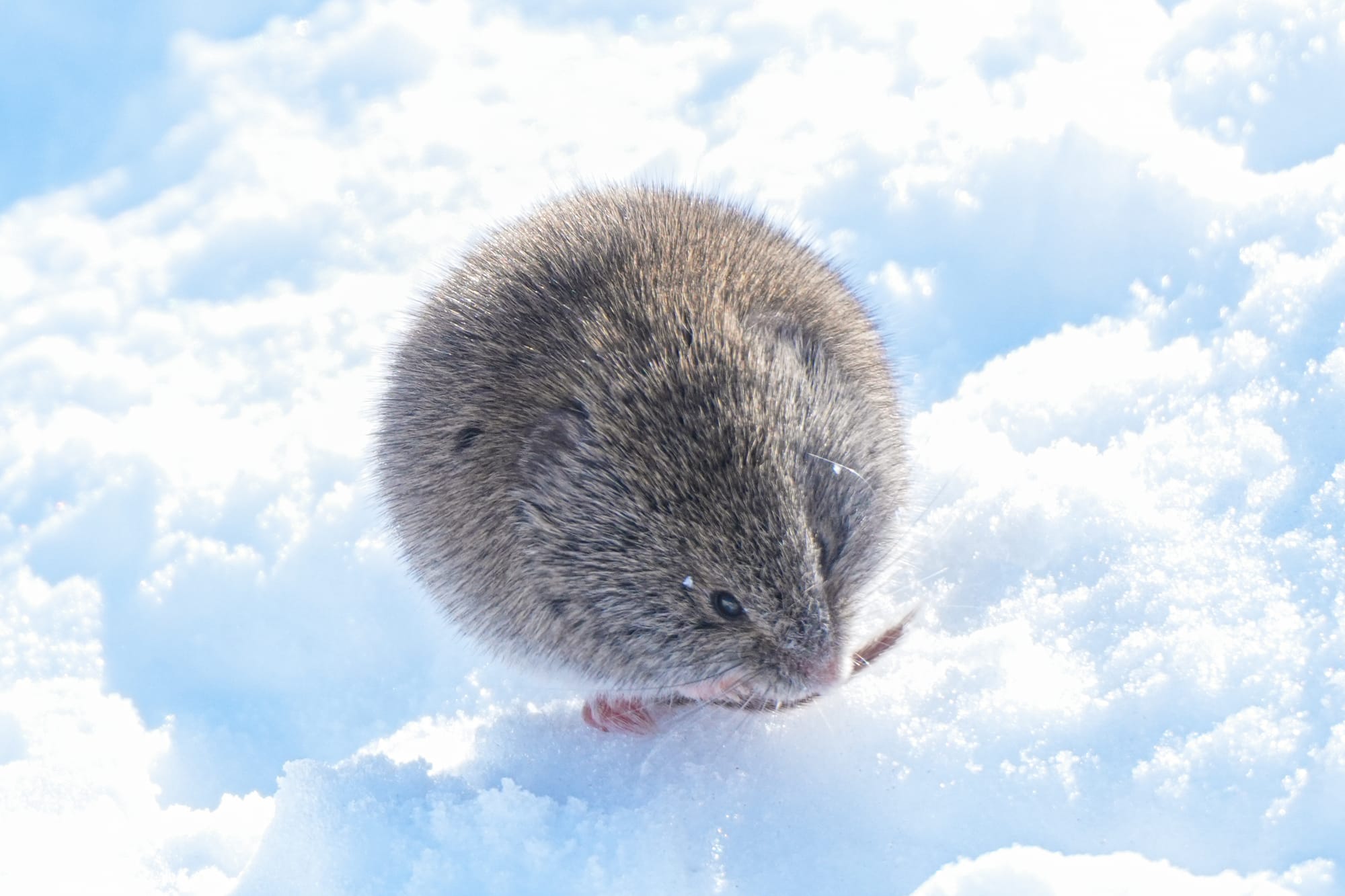 vole on snow