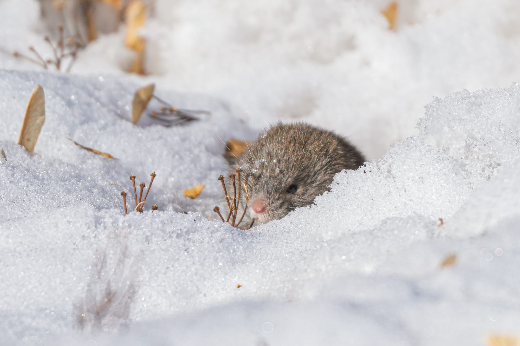 vole on snow