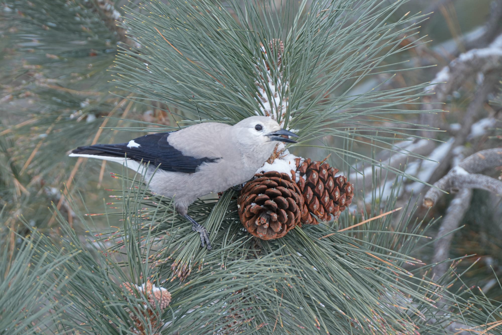 clark's nutcracker