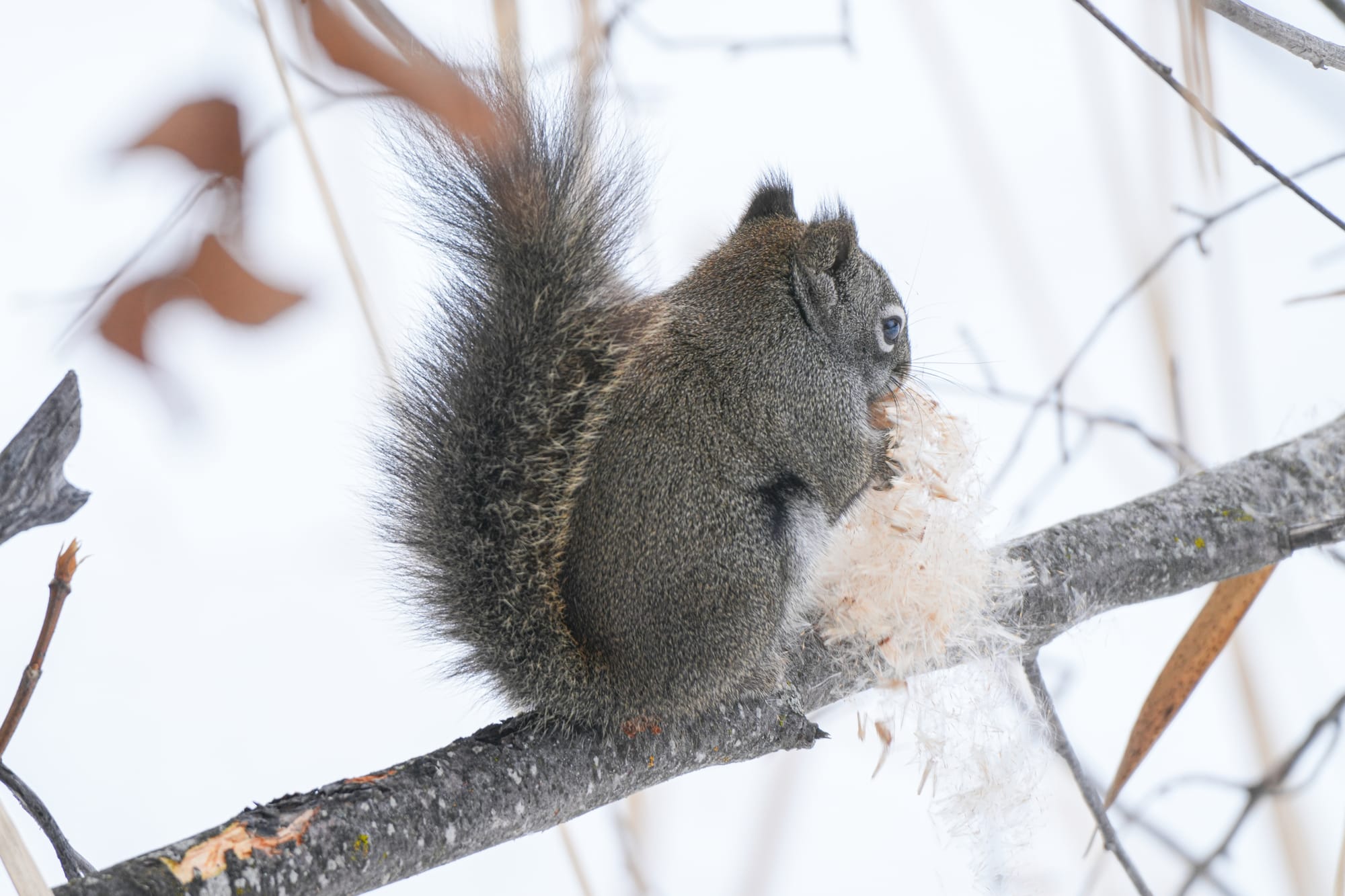 red squirrel eating cattail seeds