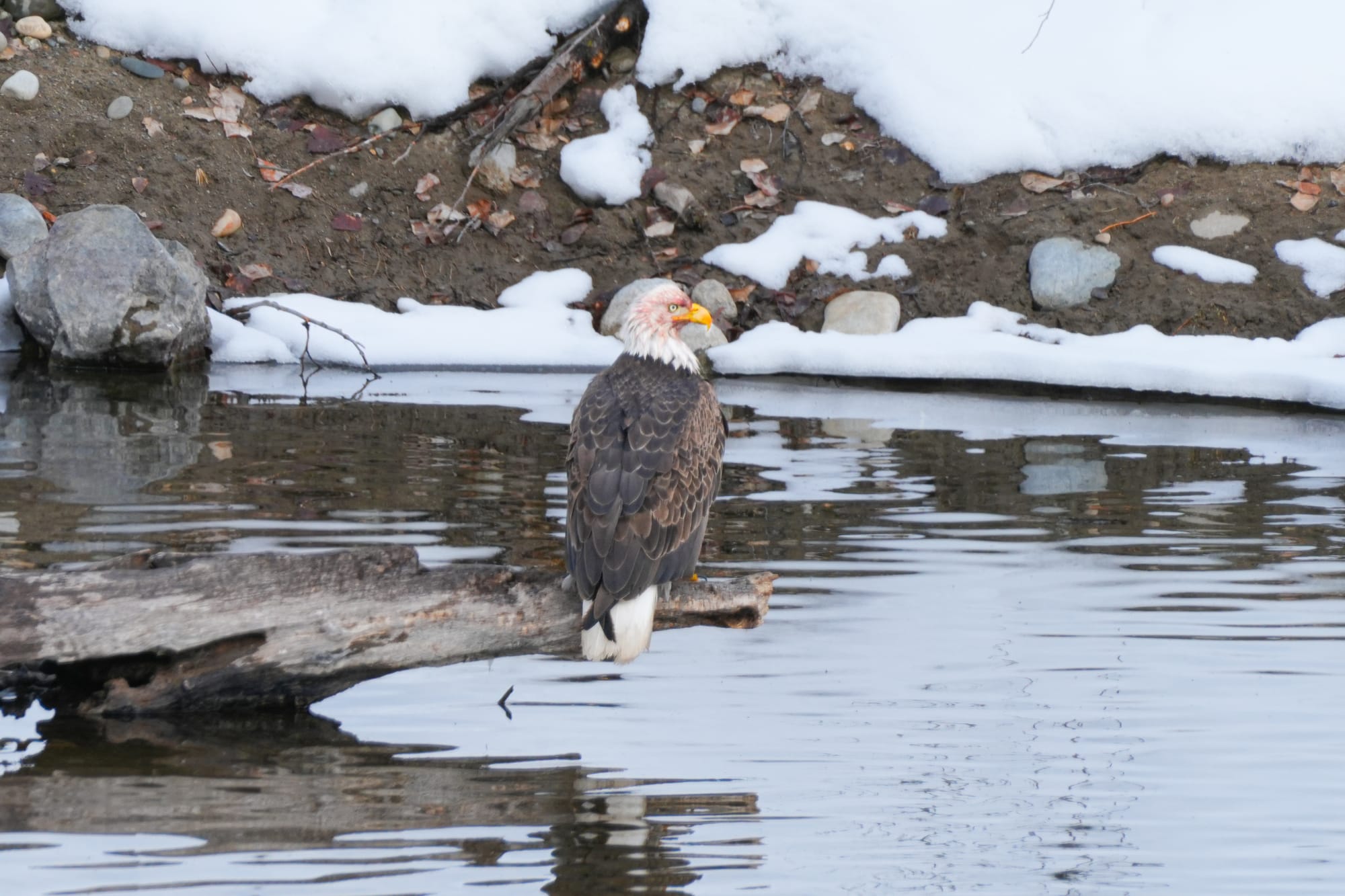 bald eagle at river