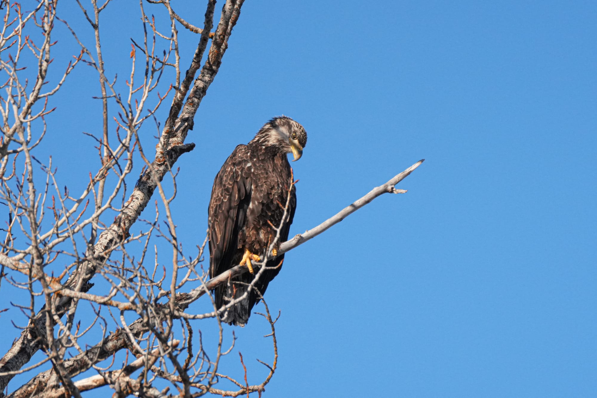 juvenile bald eagle